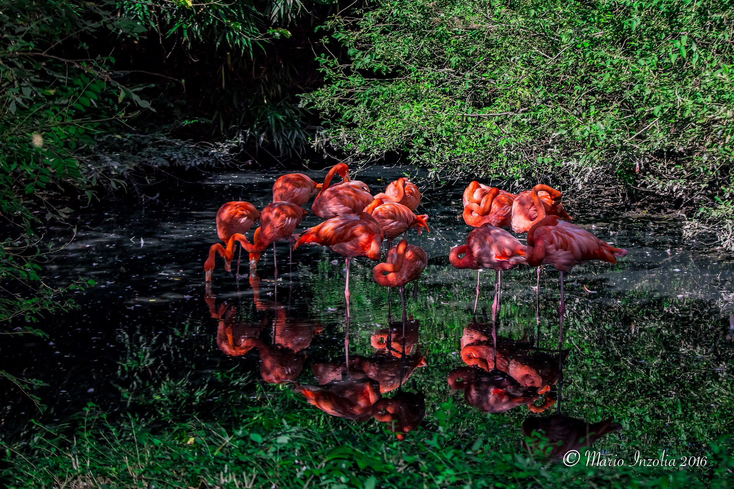 flamingos