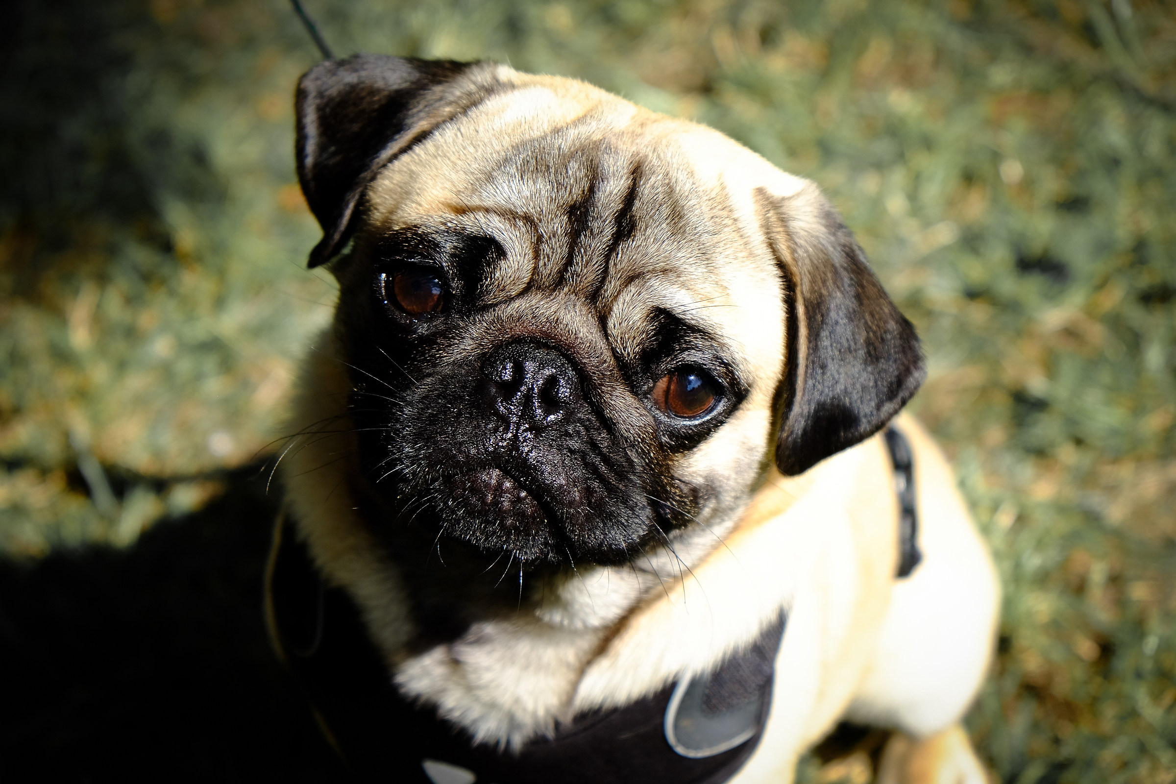 hi, my name is carletto