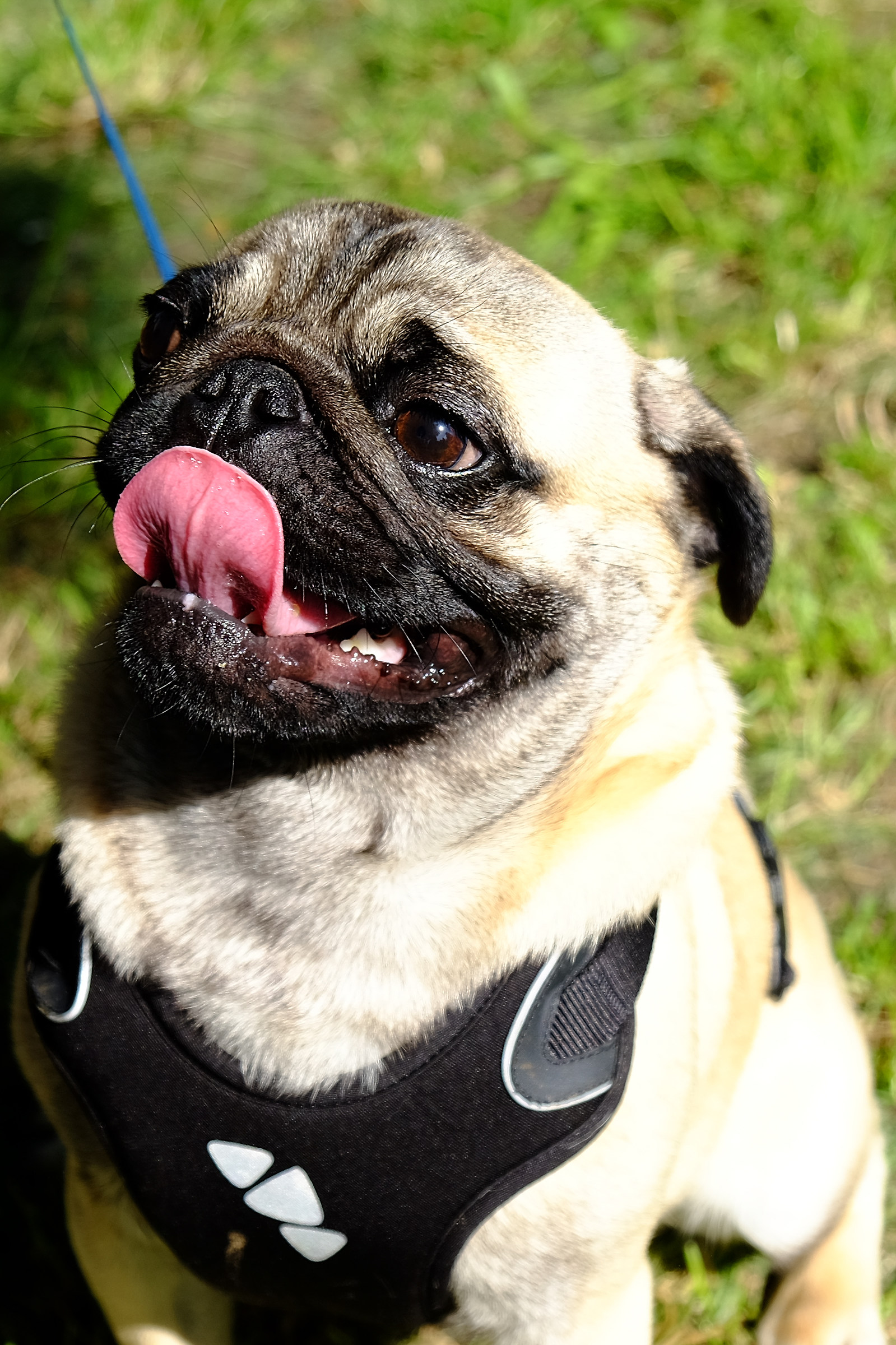 se ti avvicini.....ti lecco una mano!!