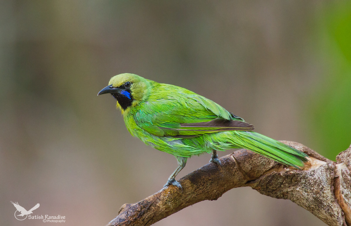 Jerdon's Leafbird, male.
