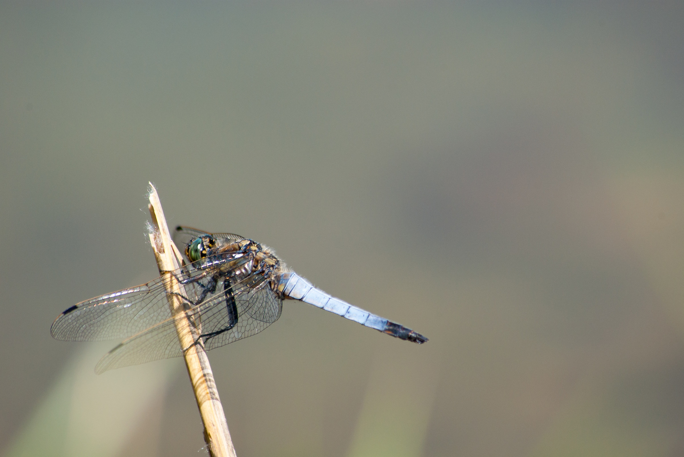 Dragonfly