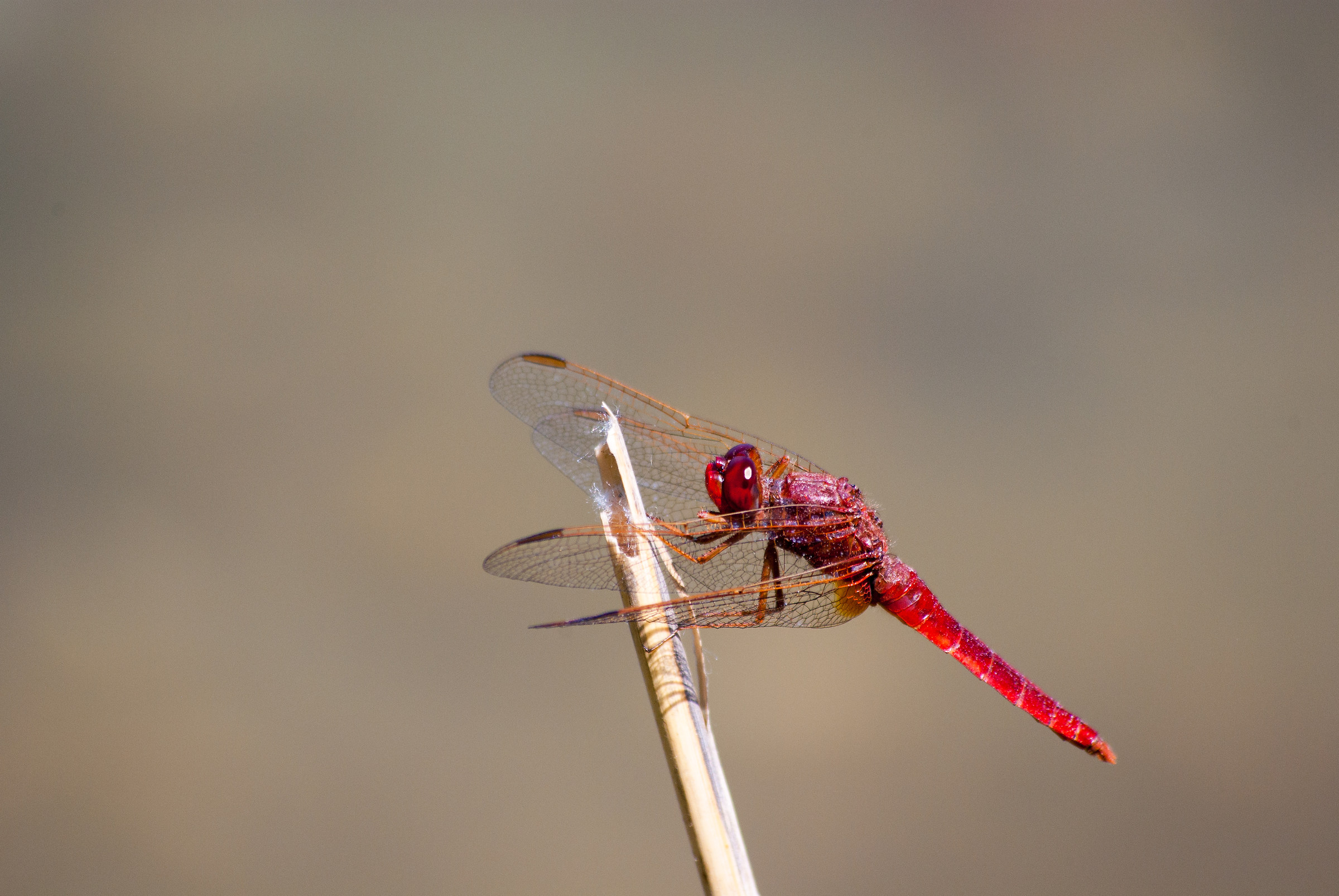 Dragonfly