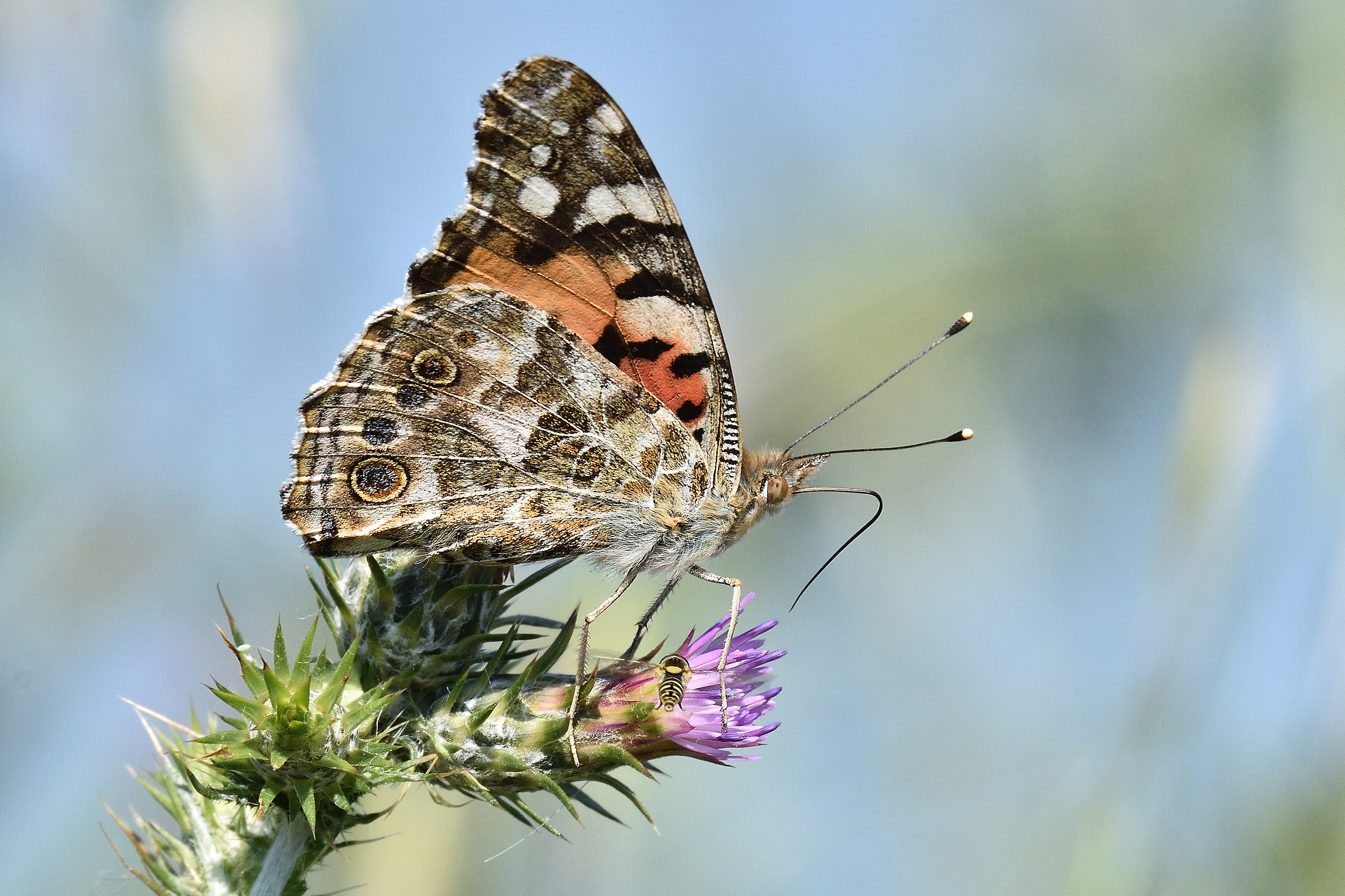 Vanessa del Cardo..sul Cardo con vespa