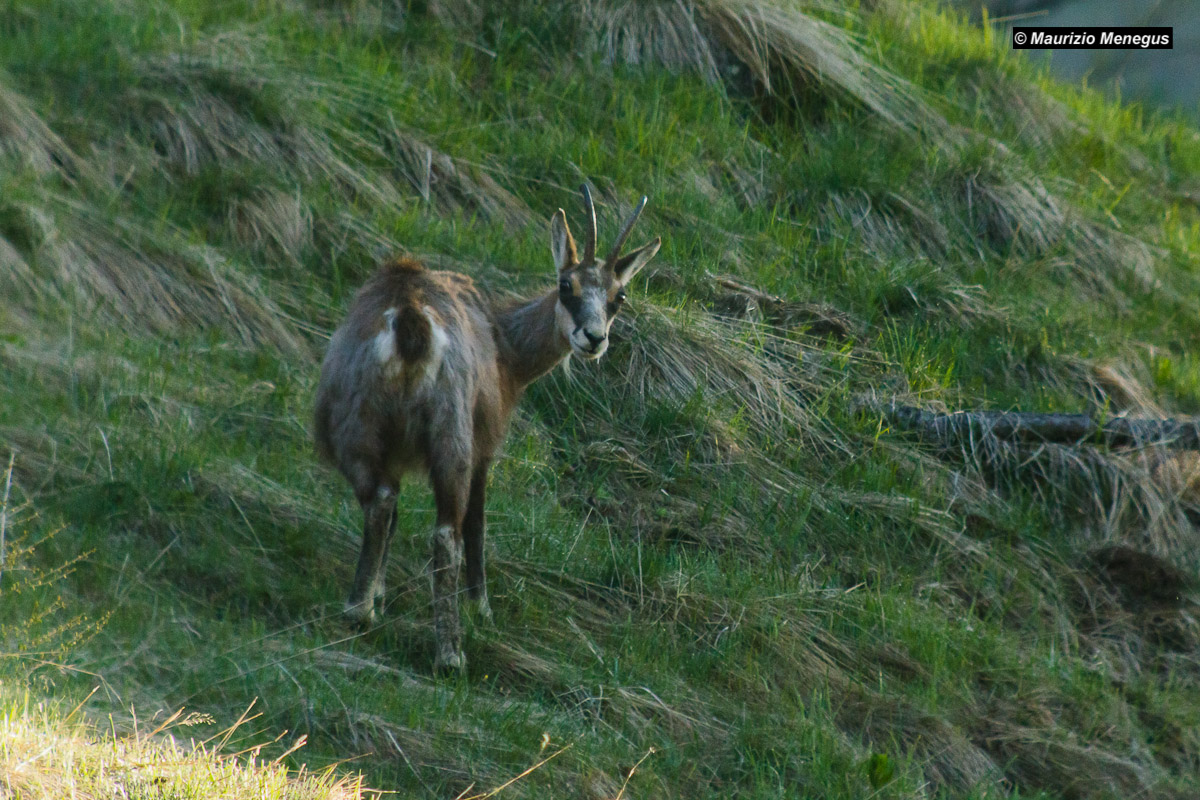 Femmina adulta di camoscio
