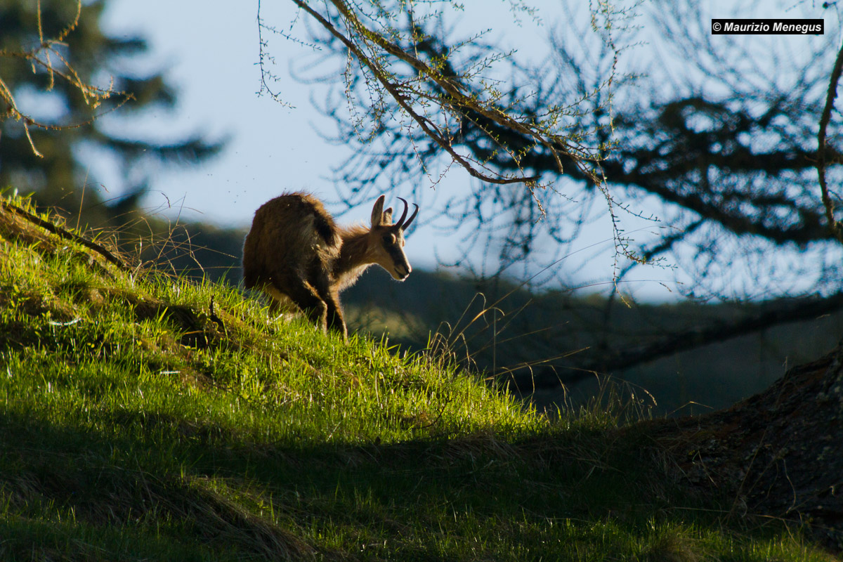 Giovane femmina di camoscio