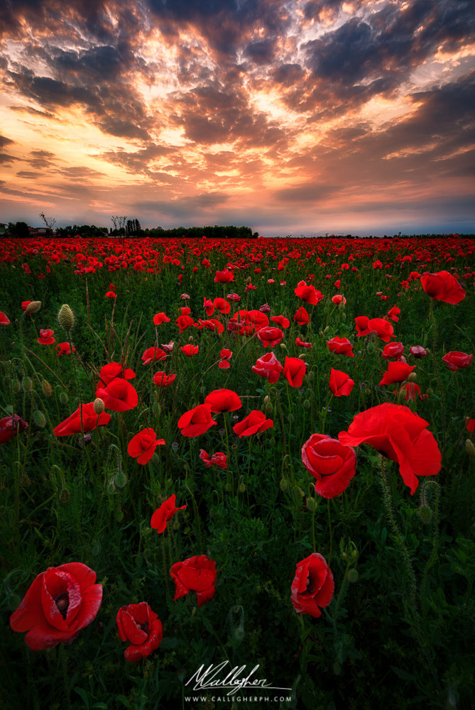 poppies