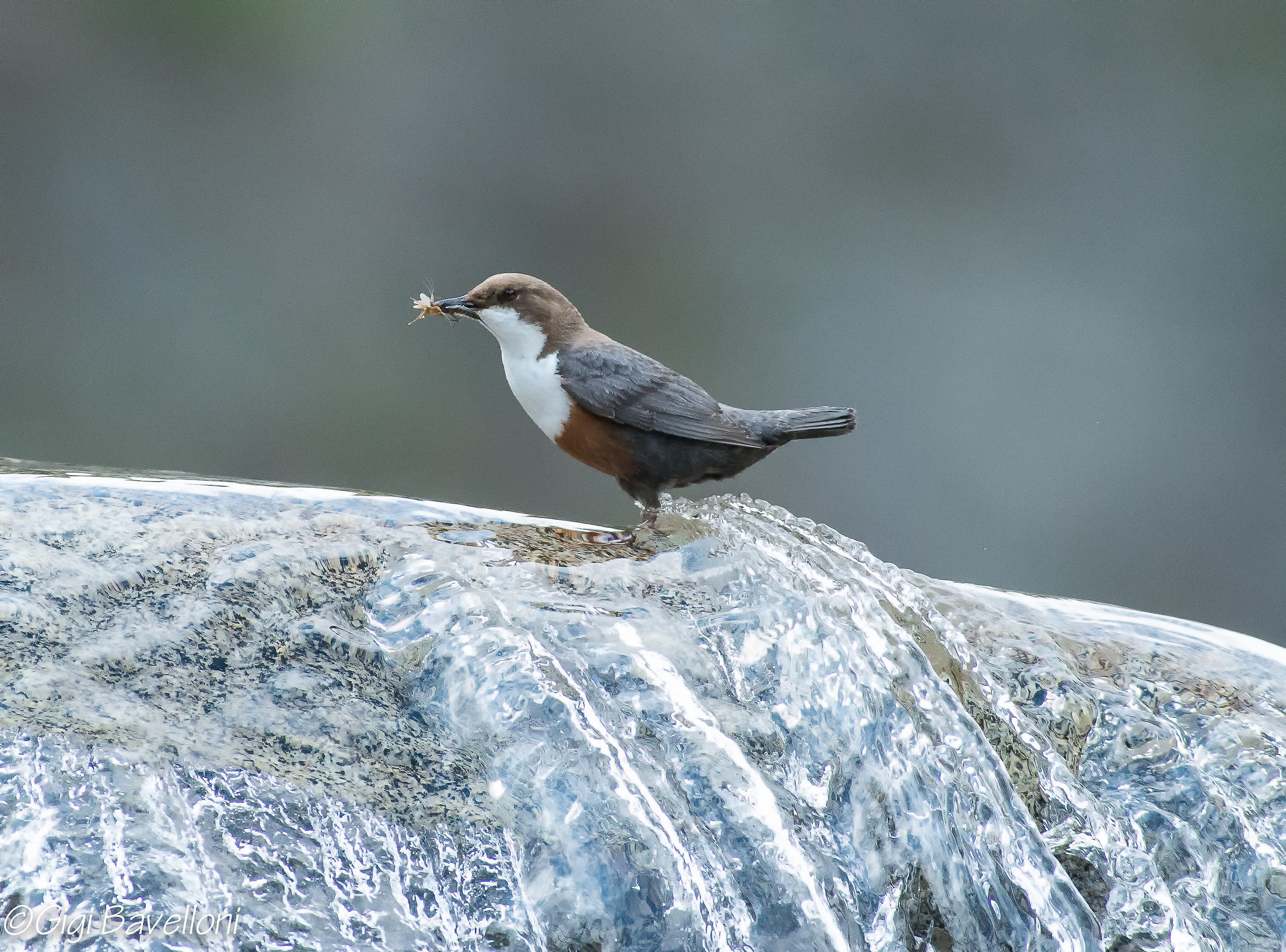 merlo acquaiolo cinclus cinclus