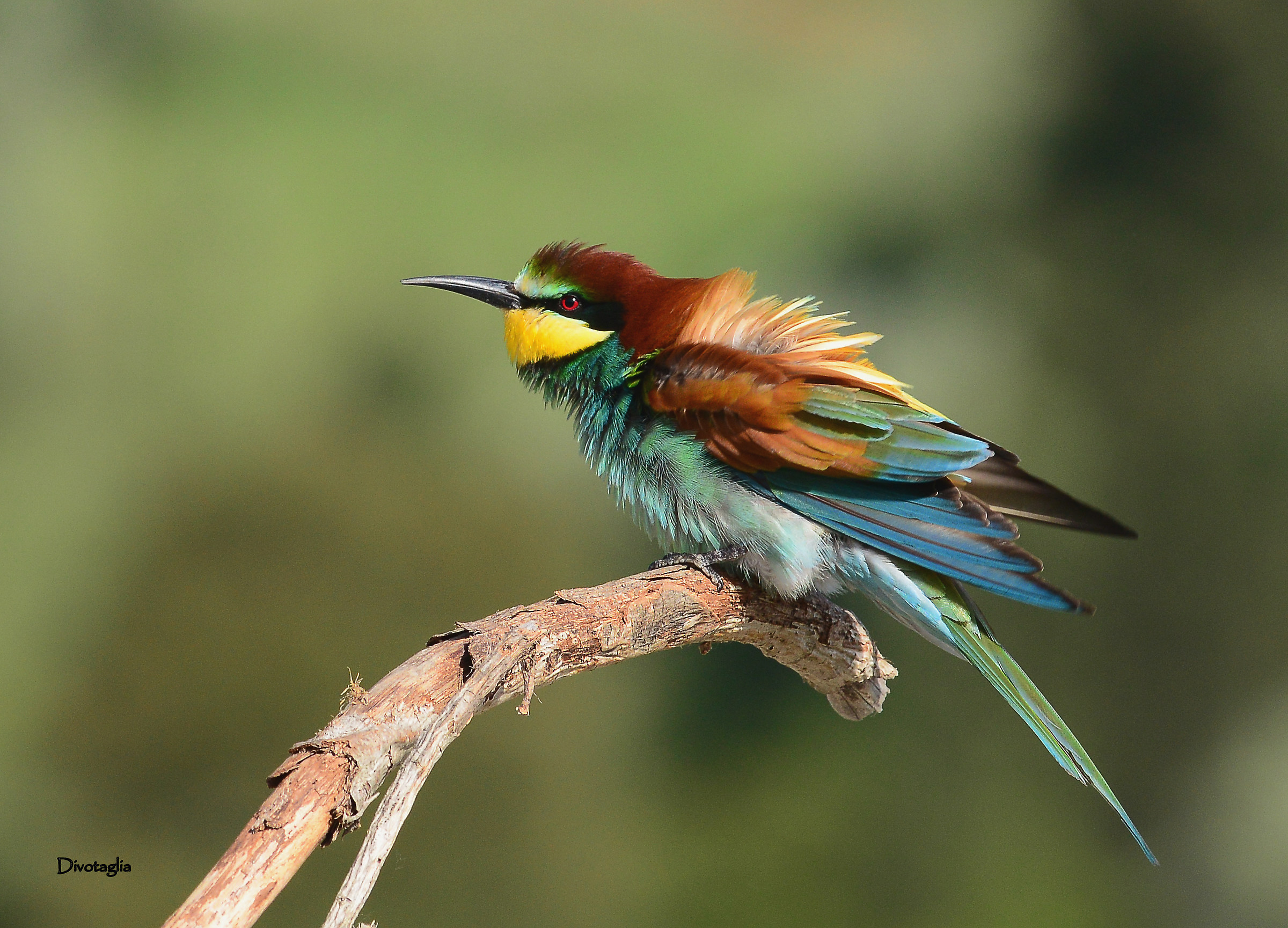 Bee Eater ruffled