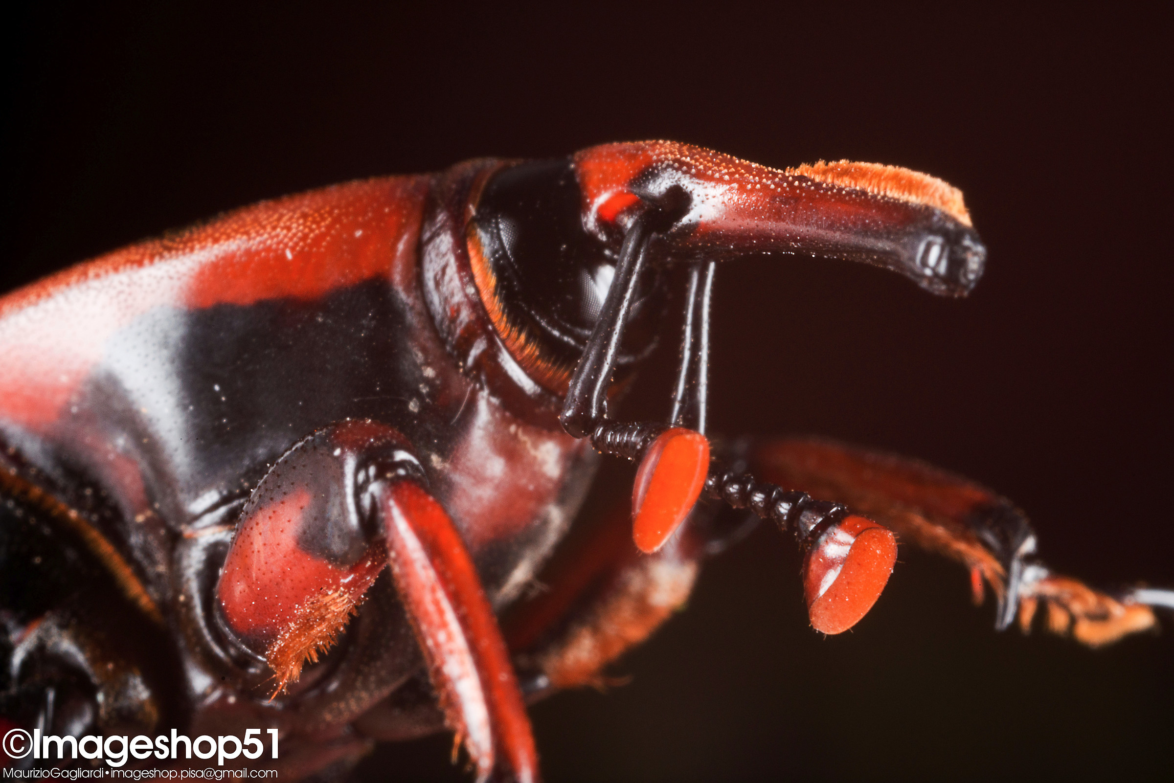 Red weevil-02