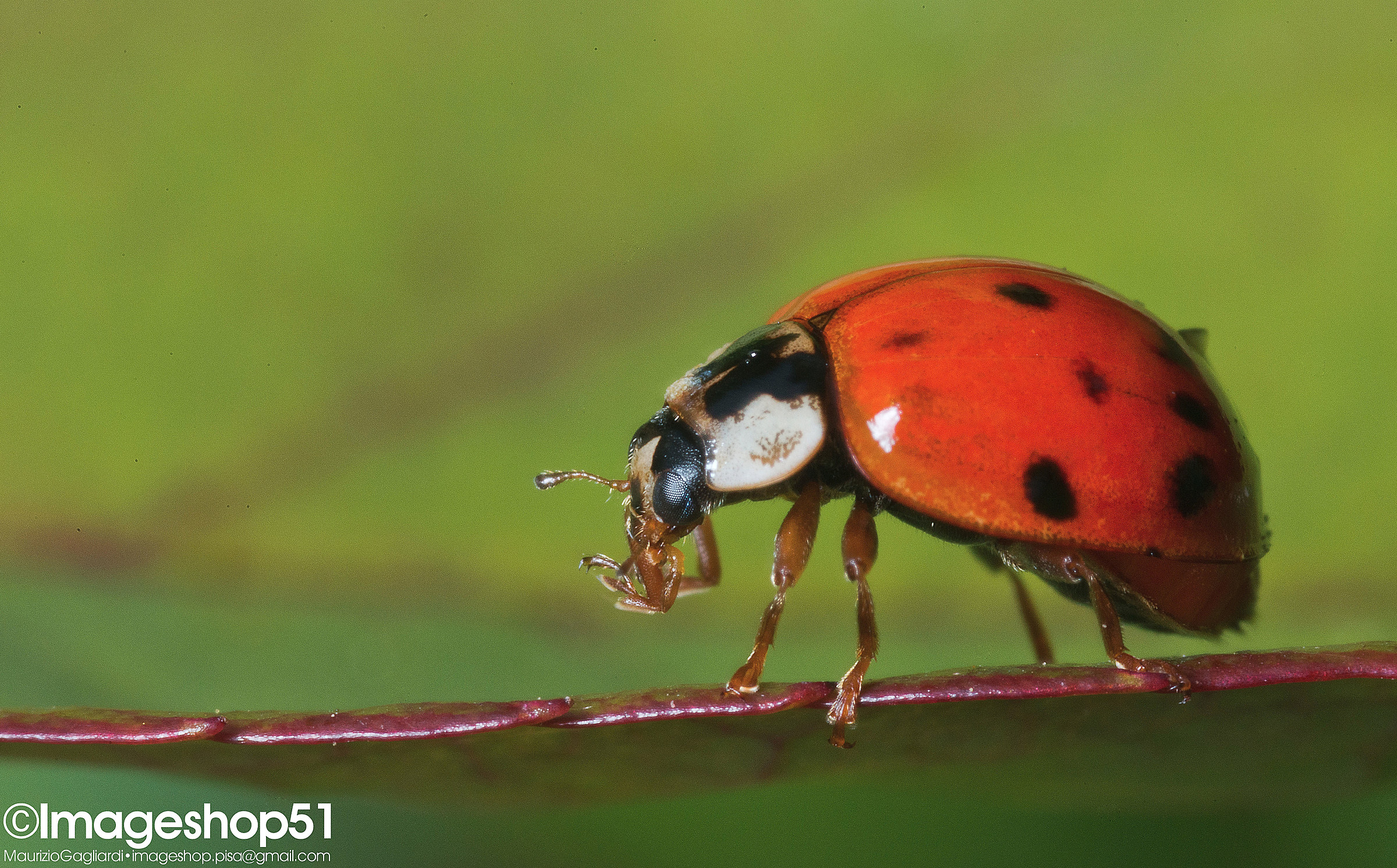 Ladybug