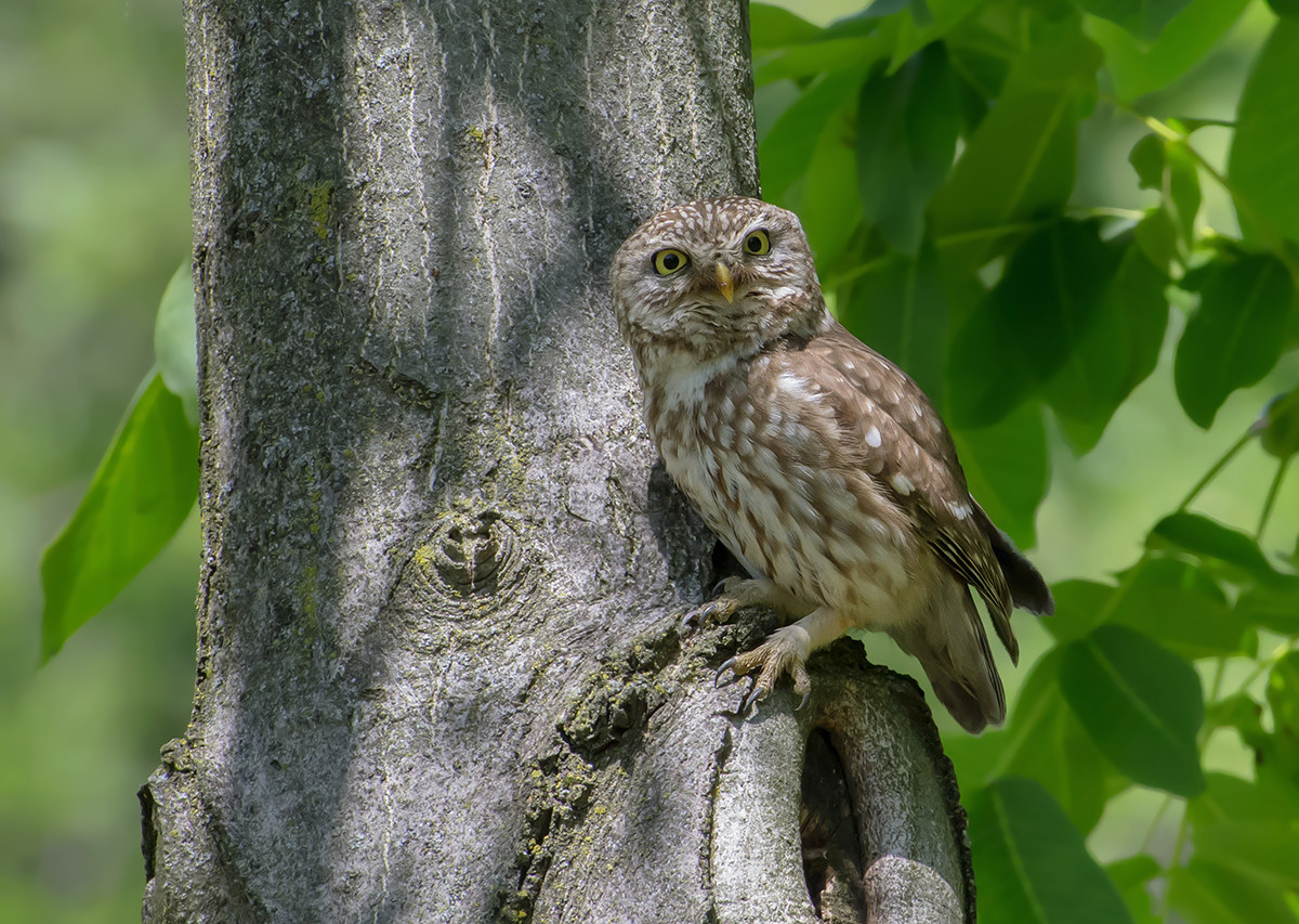 embè che c'è sta da guardà?