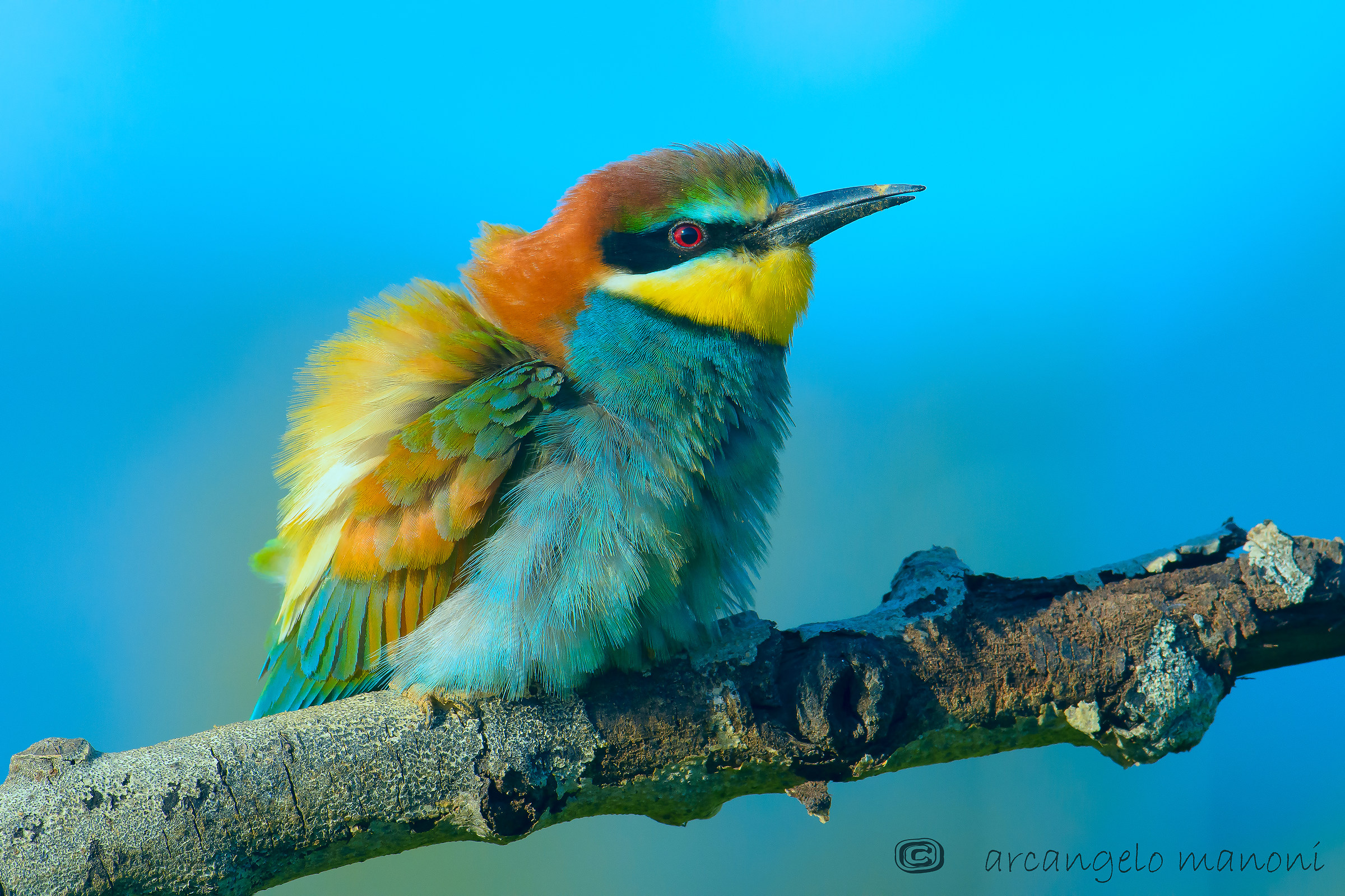 Quel batuffolo di cotone colorato