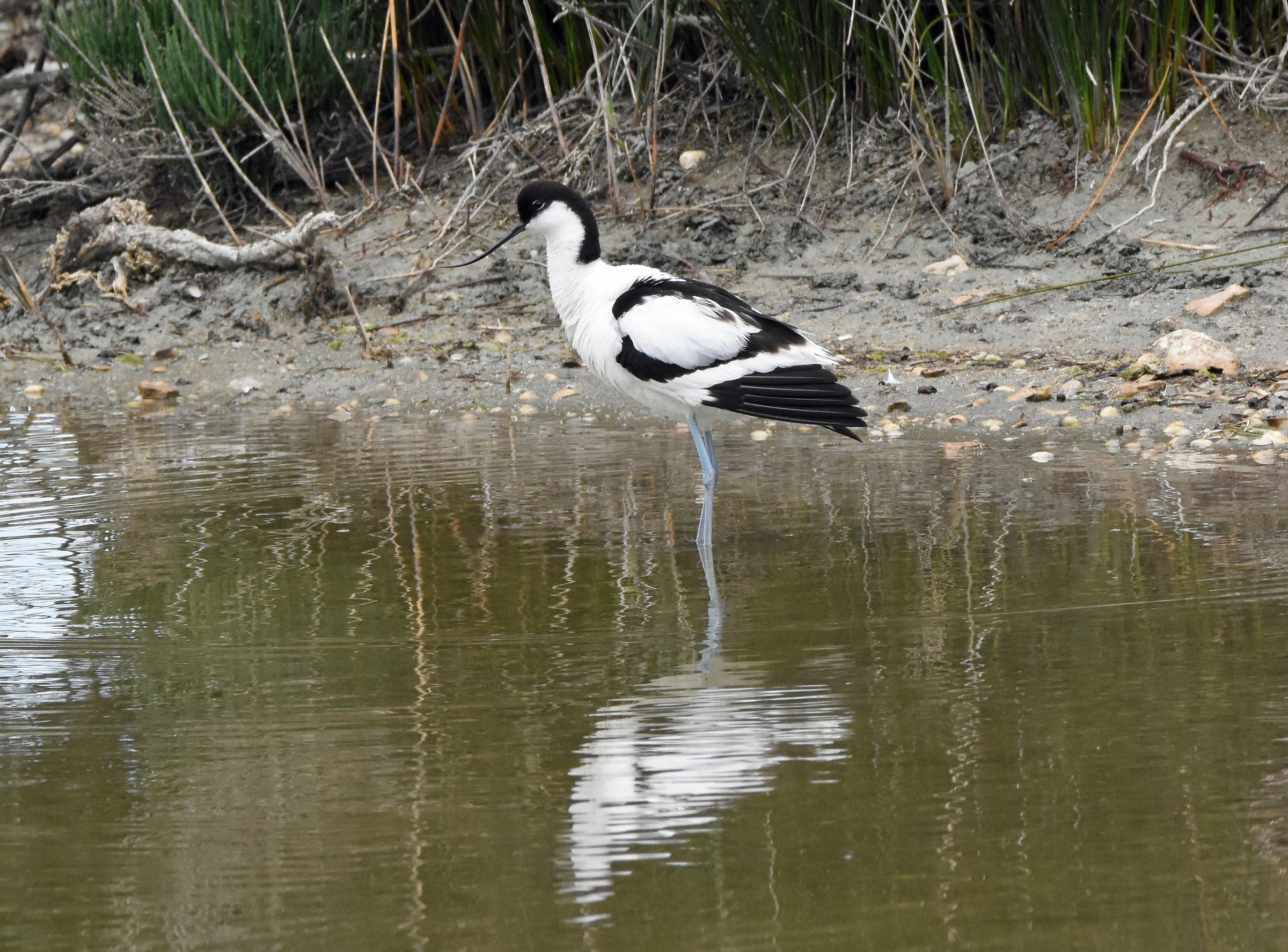 avocet