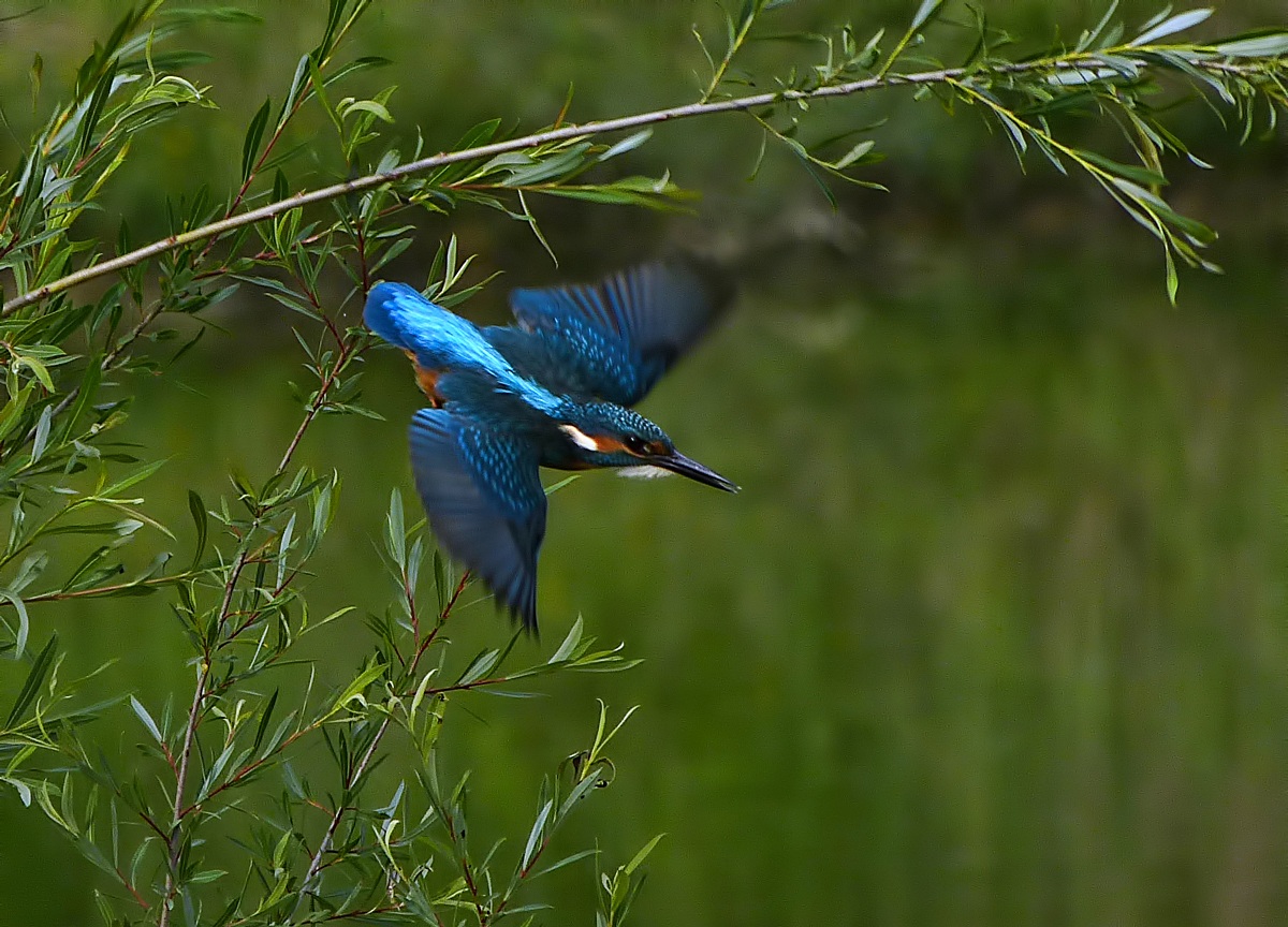Martino.... pittorico