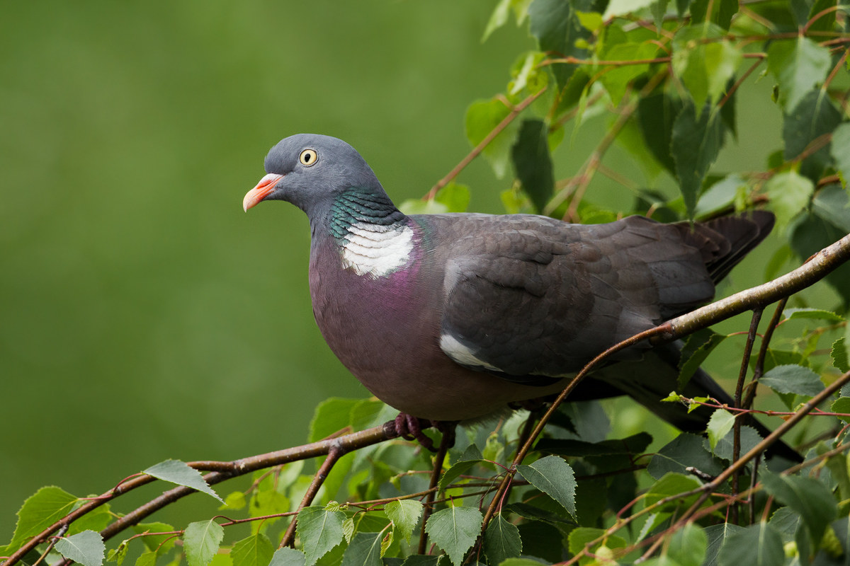 Wood pigeon (Columba palumbus) ...