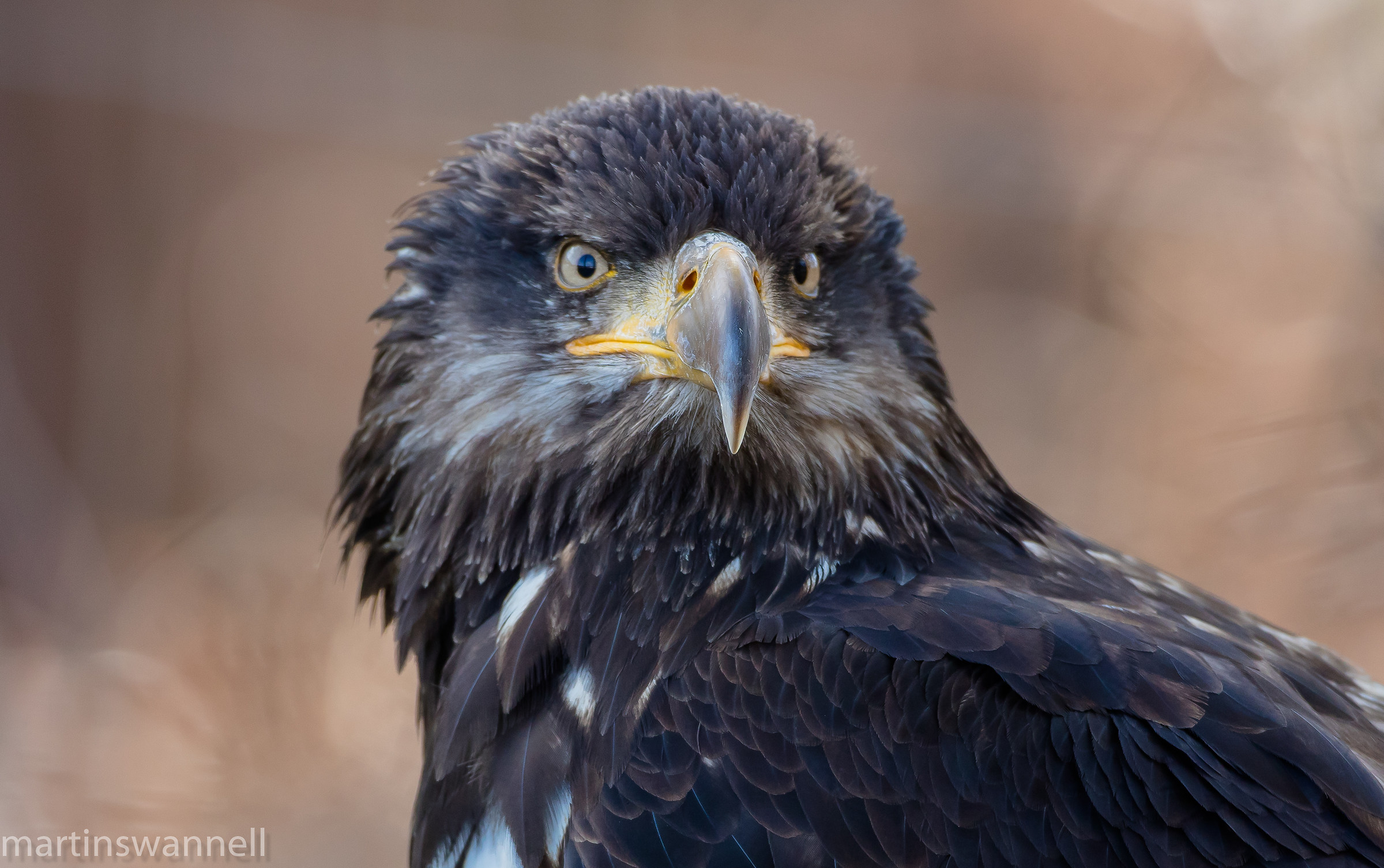 Bald Eagle giovanile