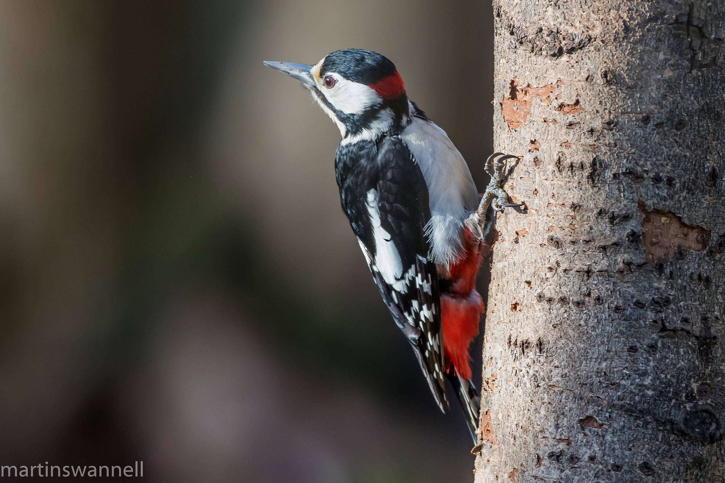 Rosso maggiore maschio Picchio
