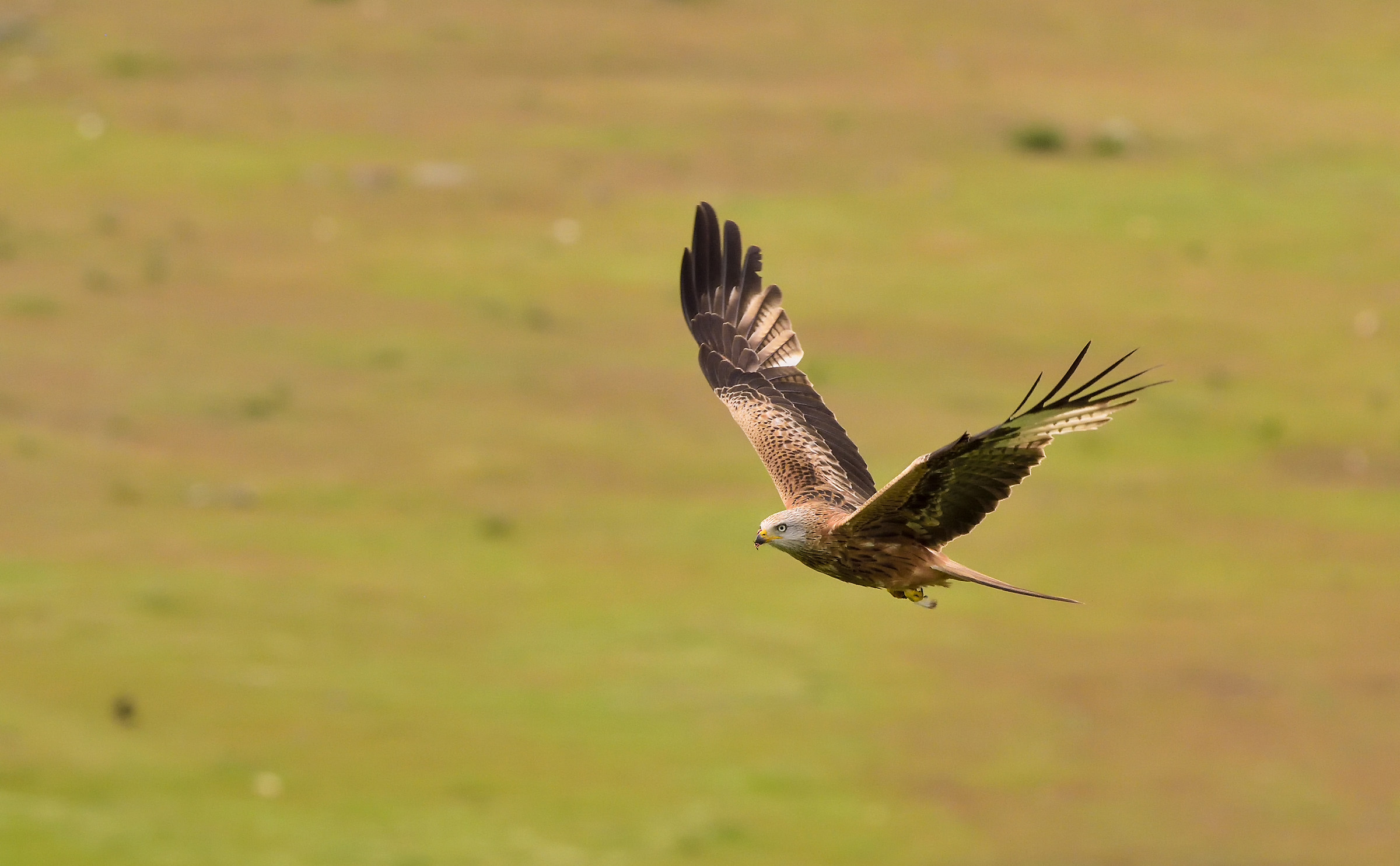 Nibbio Reale In volo
