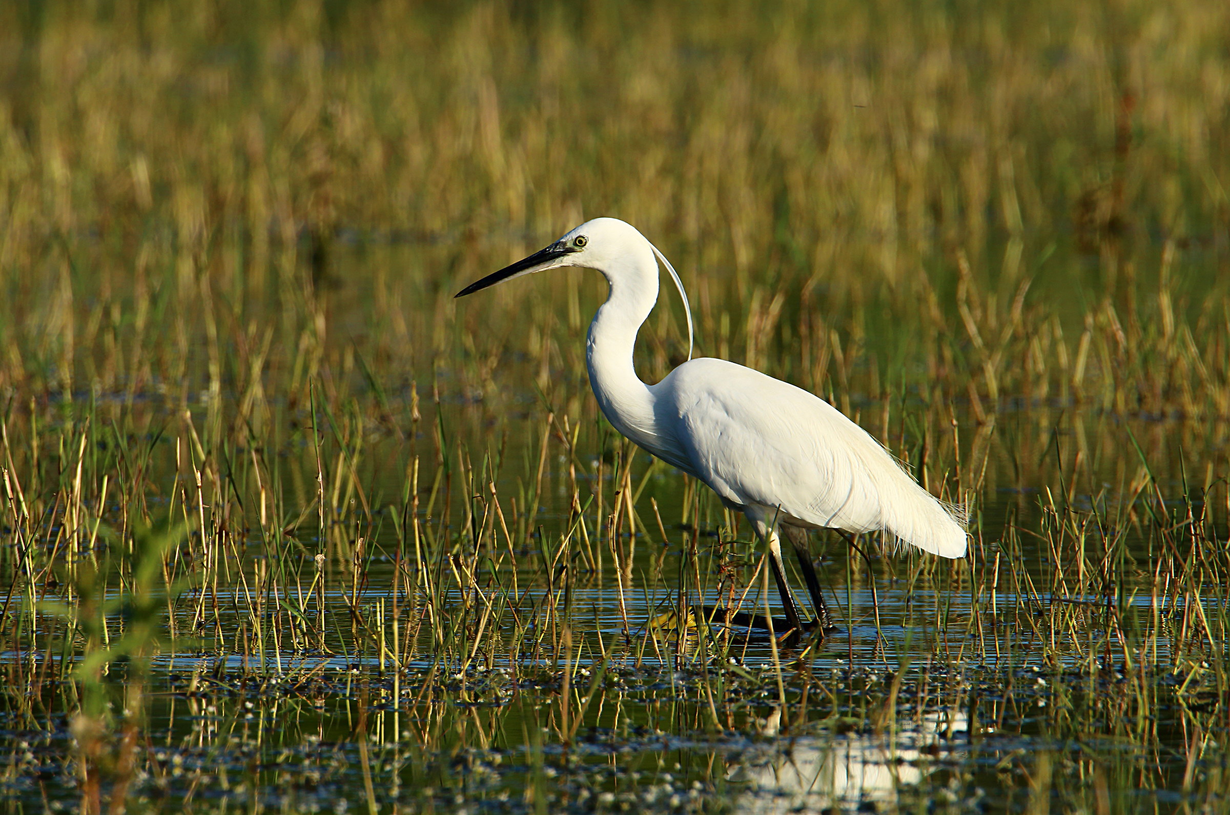 egret