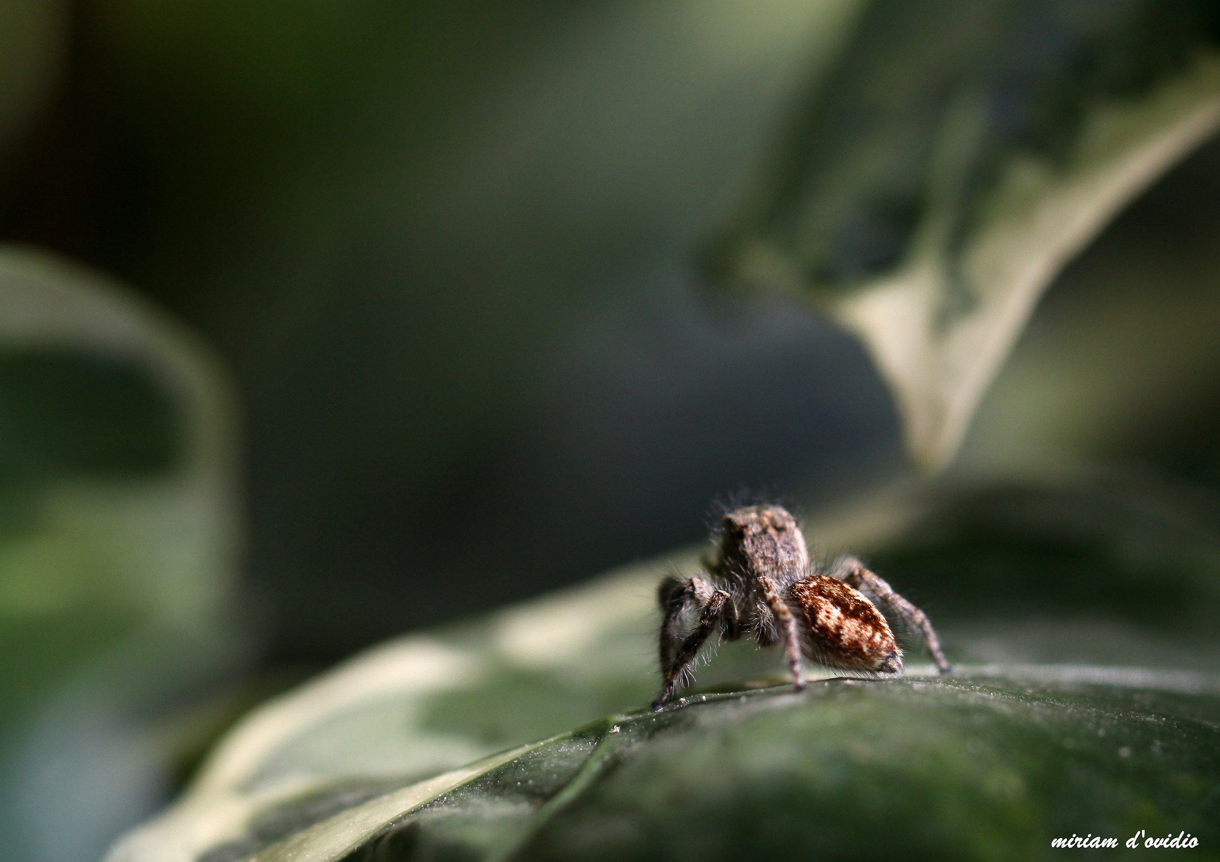 world from an ivy leaf