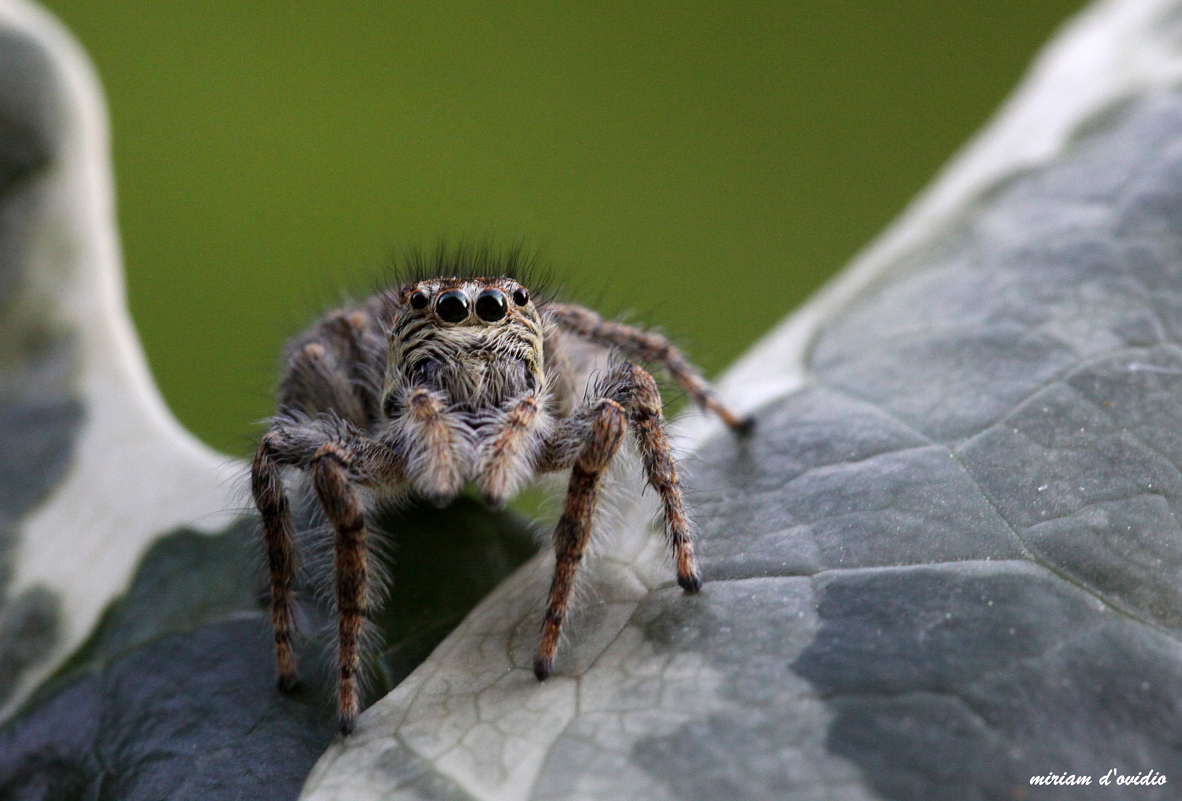 salticidae of ivy