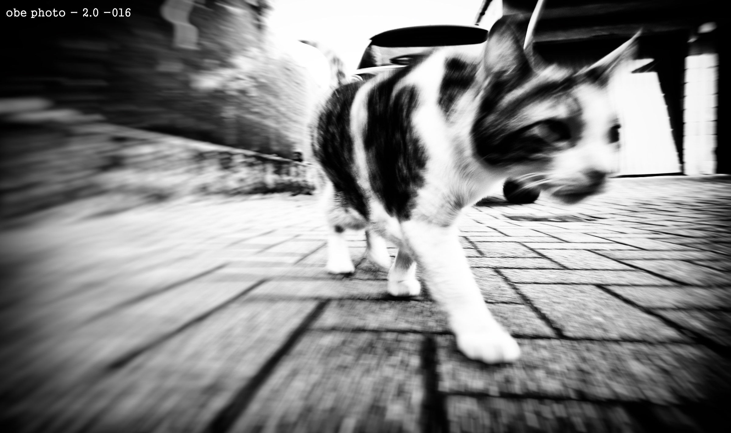 Le mouvement du chat