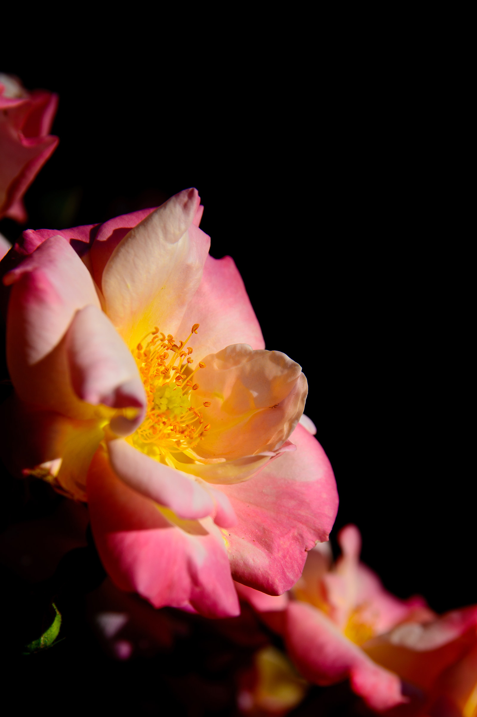 Il fiore nell'oscurità