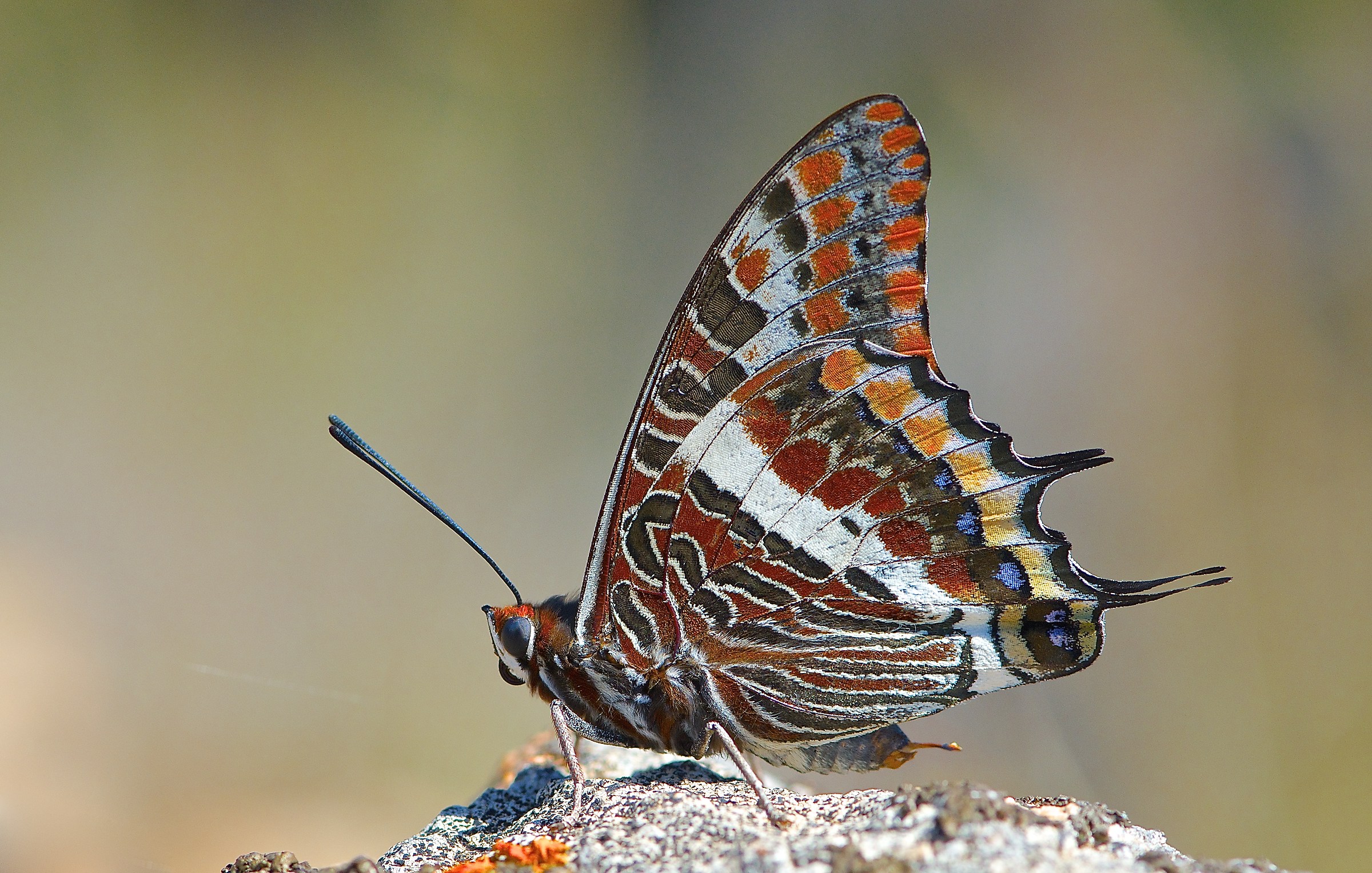 Charaxes jasius