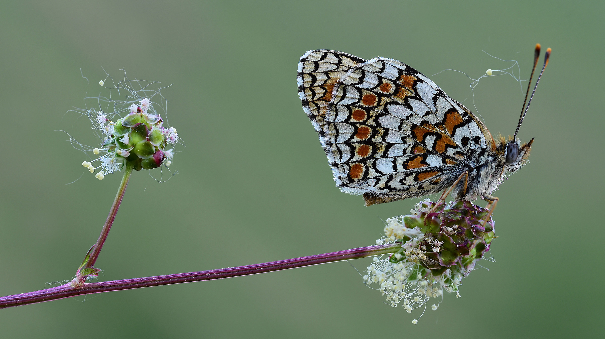 Butterfly and wires