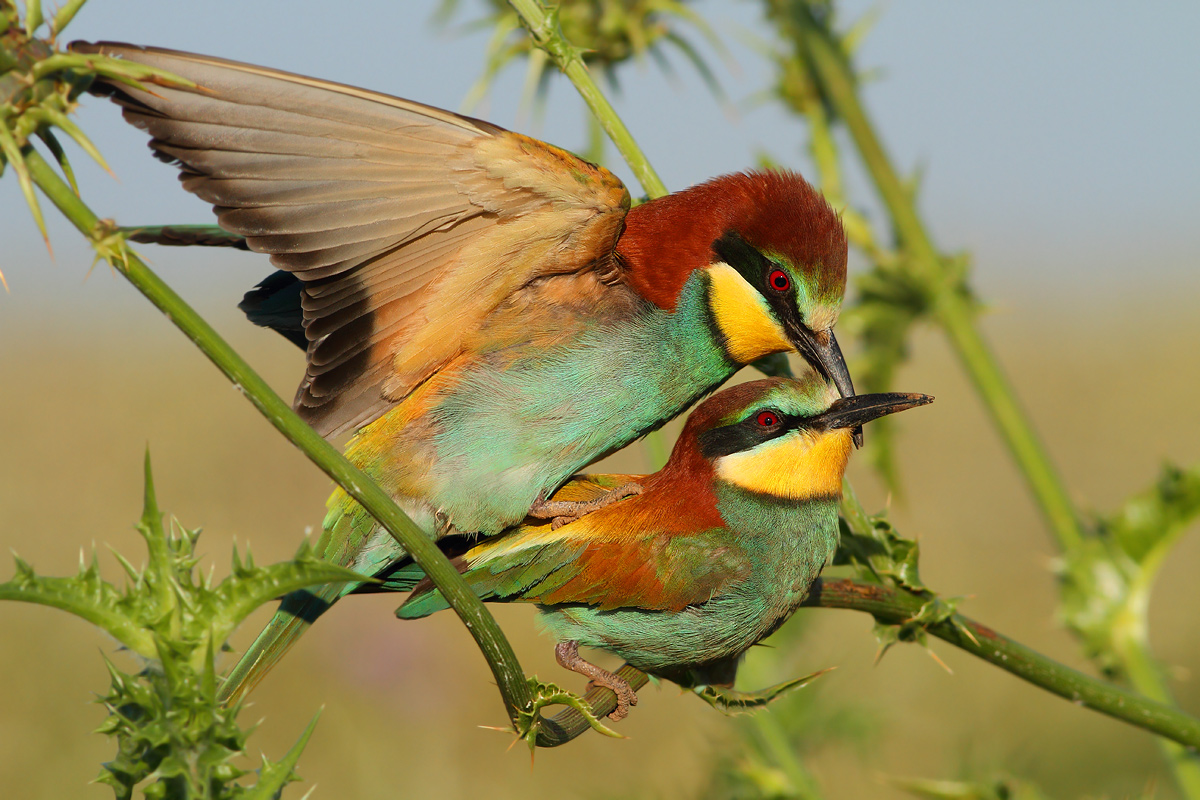 bee-eaters