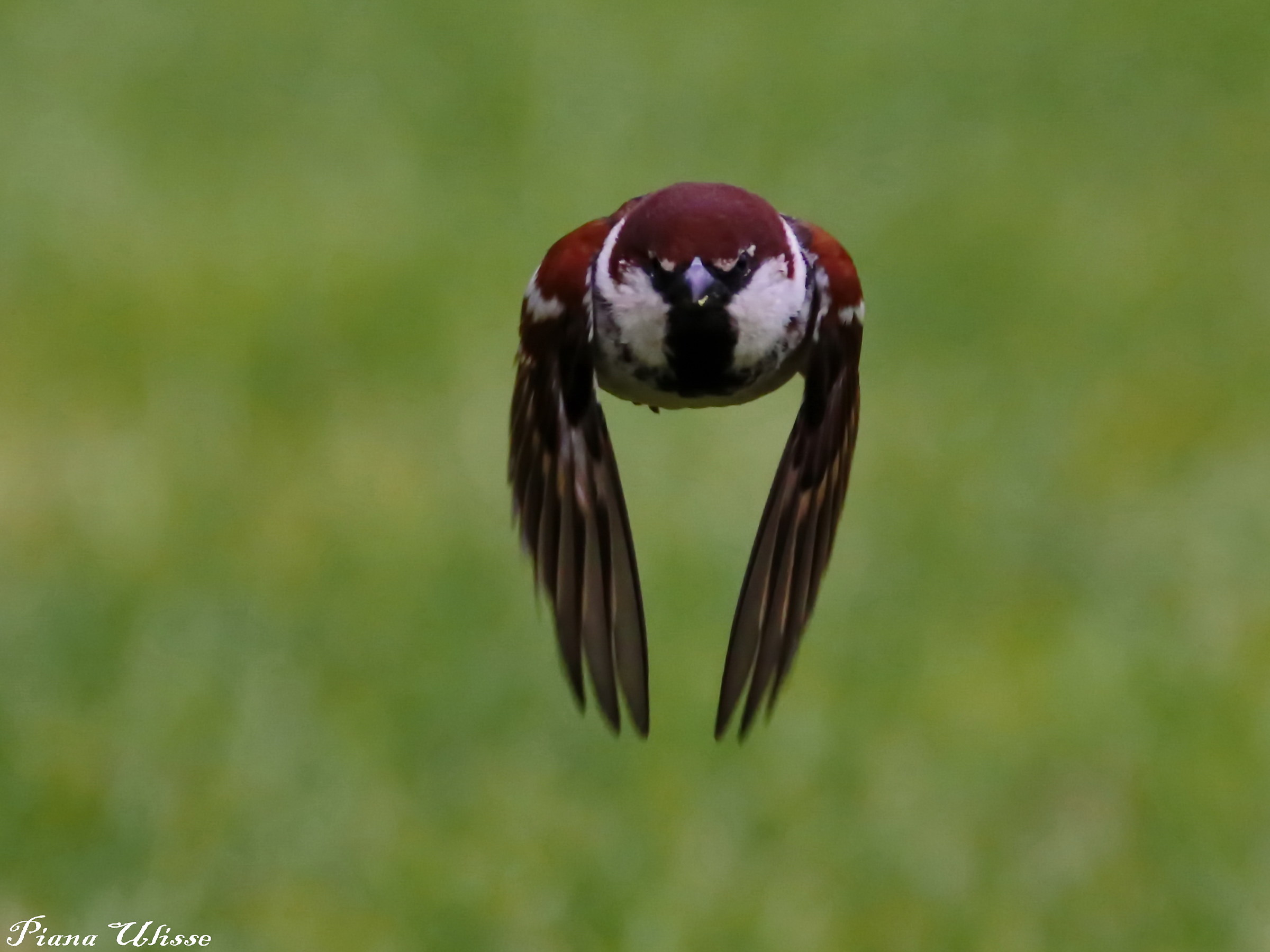 Sparrow in flight