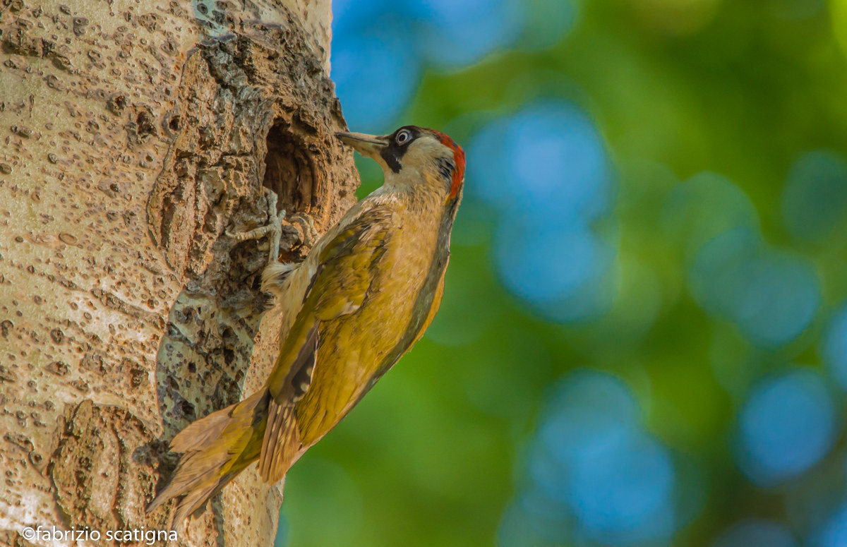 woodpecker verde_femminuccia