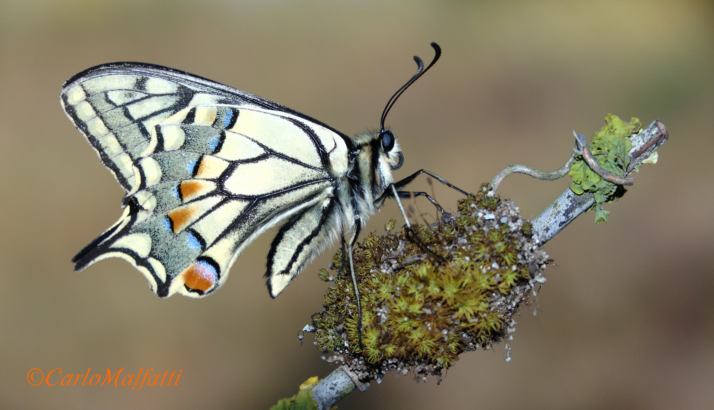 His Majesty ...... the Macaone