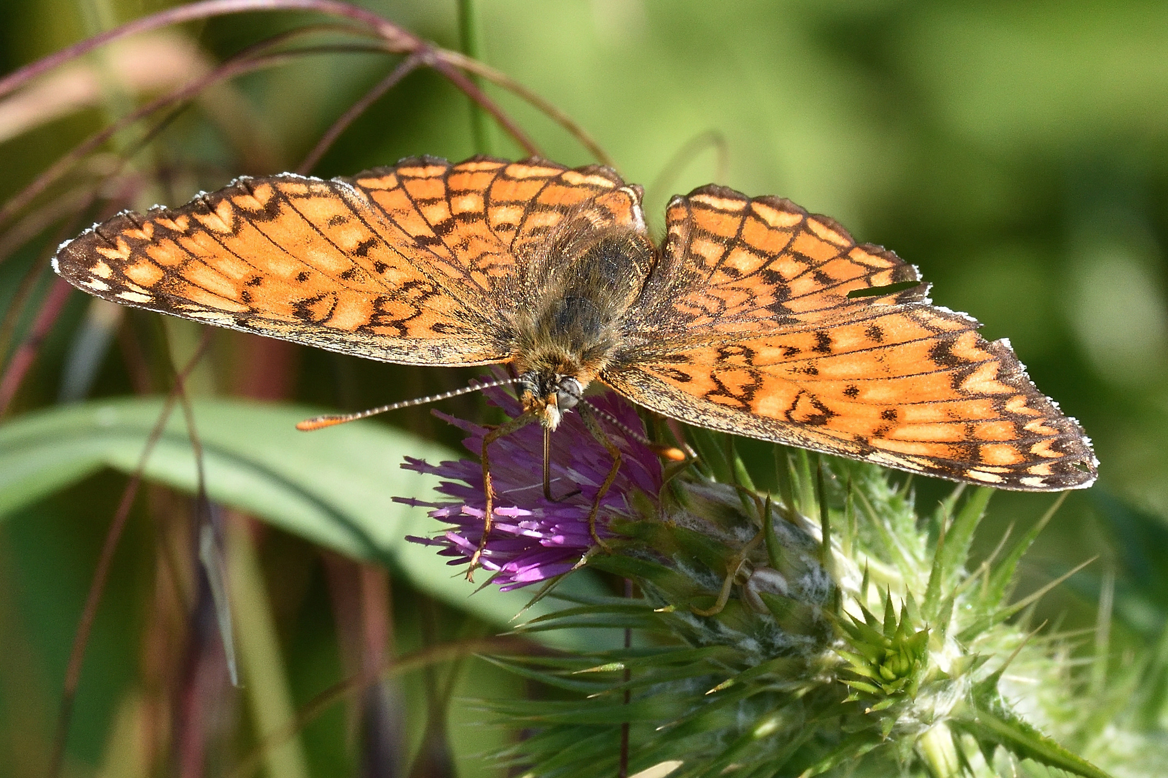 Euphydryas aurinia