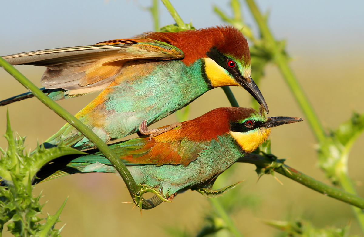 bee-eaters