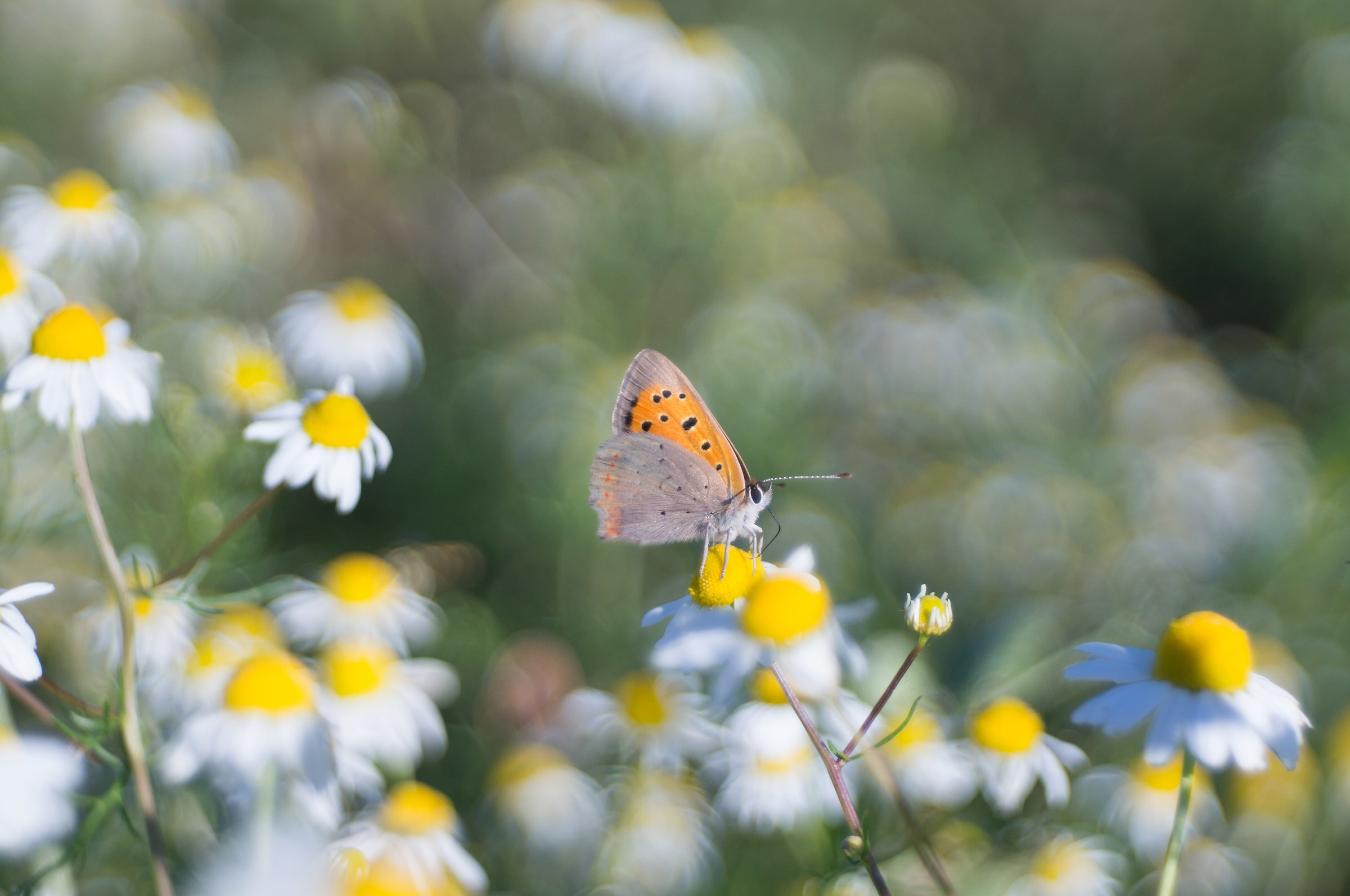 The Dispar who dreamed camomile