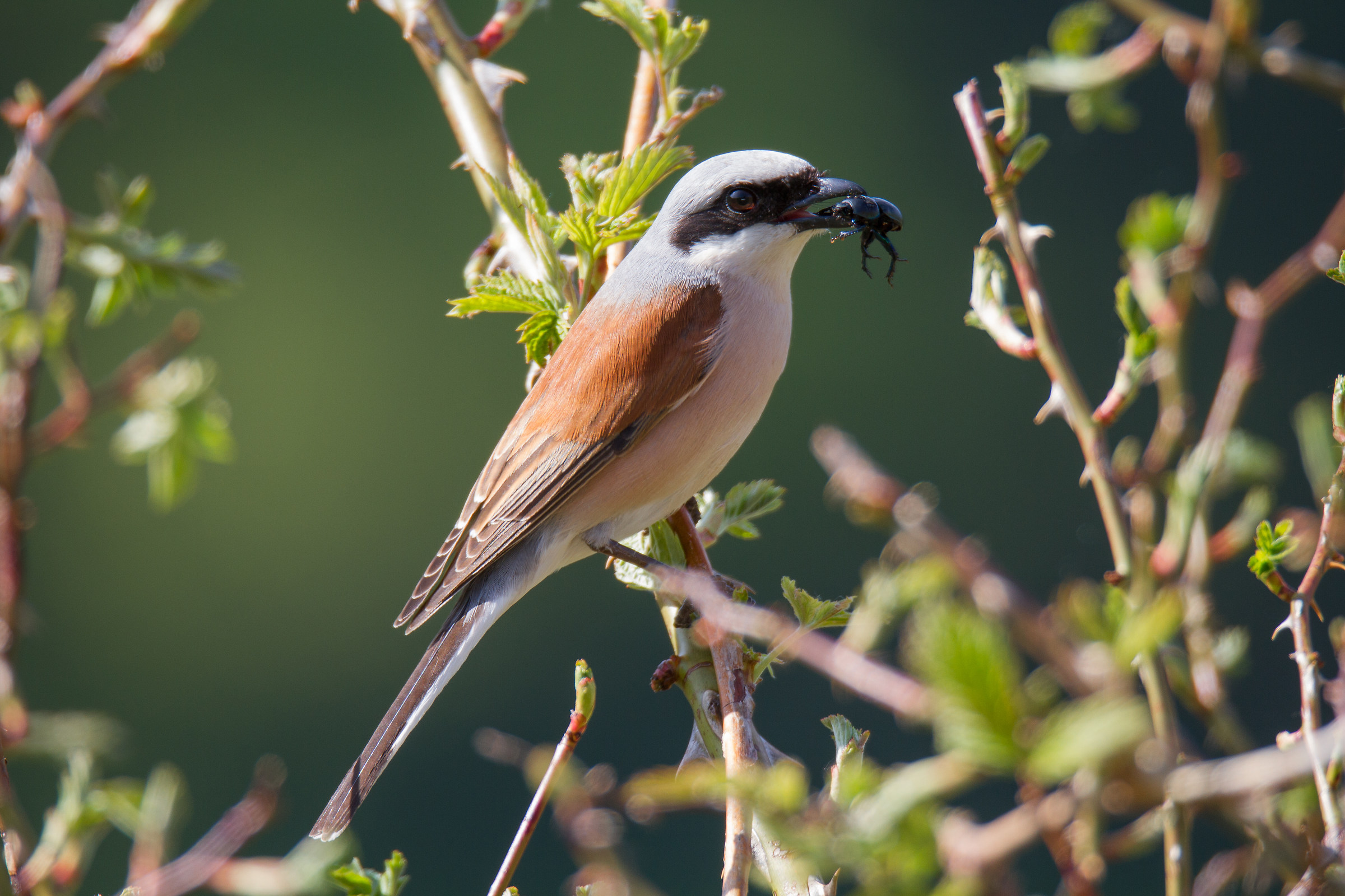 shrike