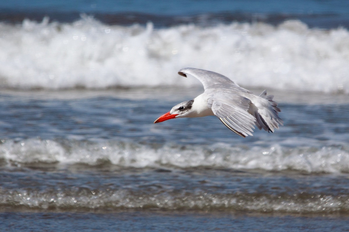 Sulla spiaggia di Marsa Alam