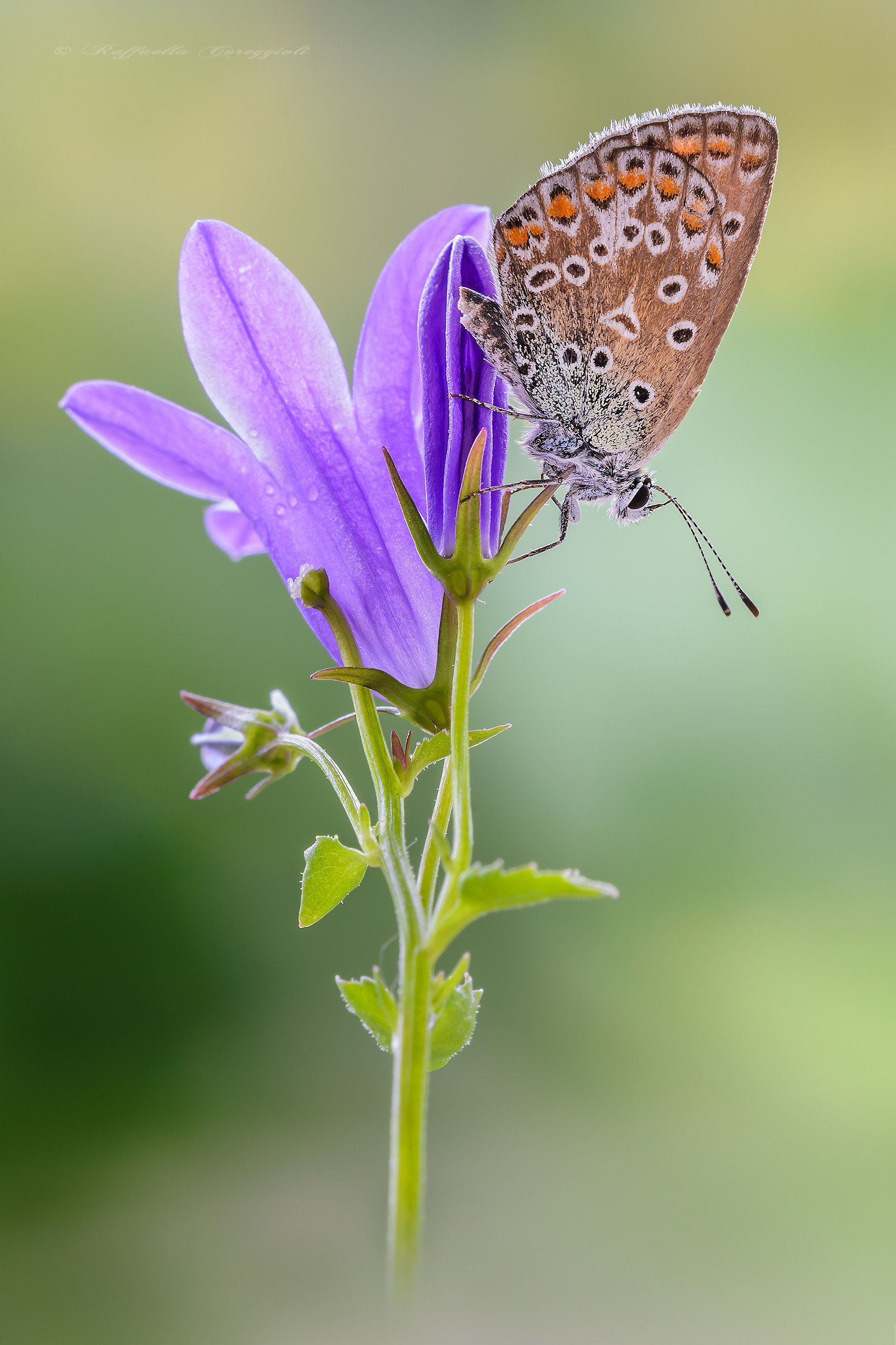 Polyommatus icarus