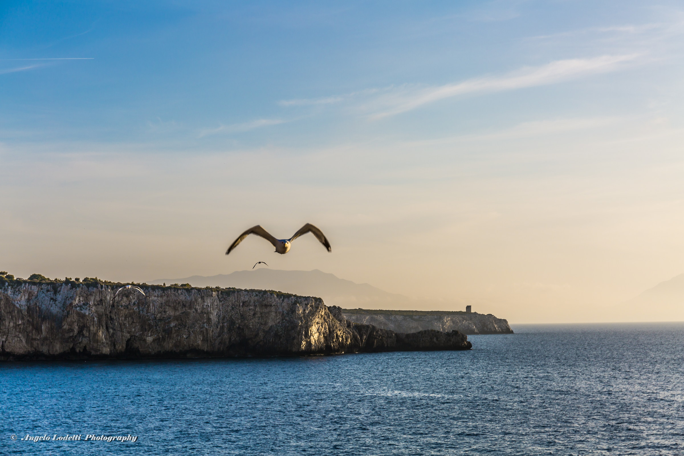 Seagulls flying over Cape Rama