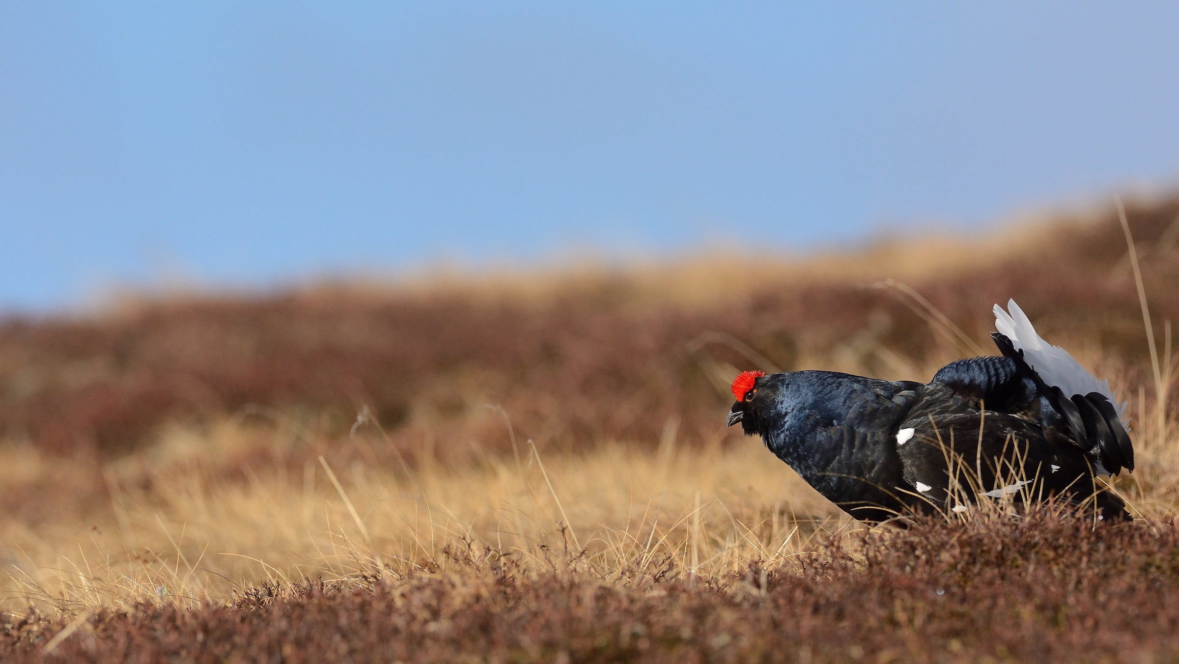 I colori del forcello