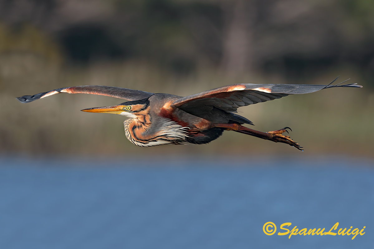 Purple Heron