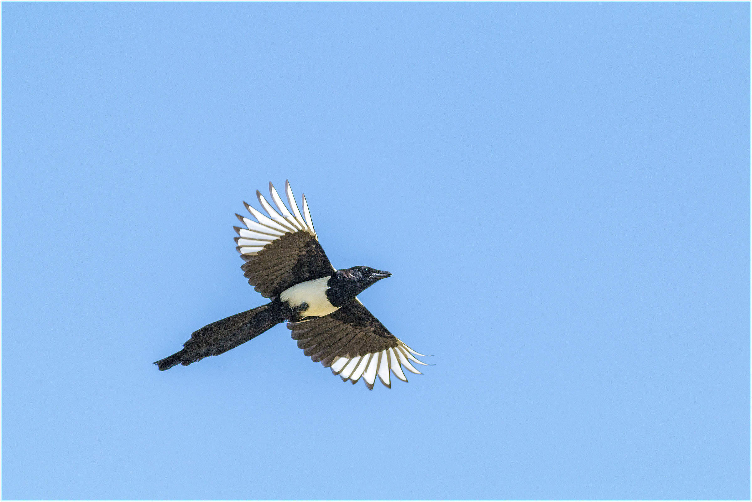 Magpie in flight