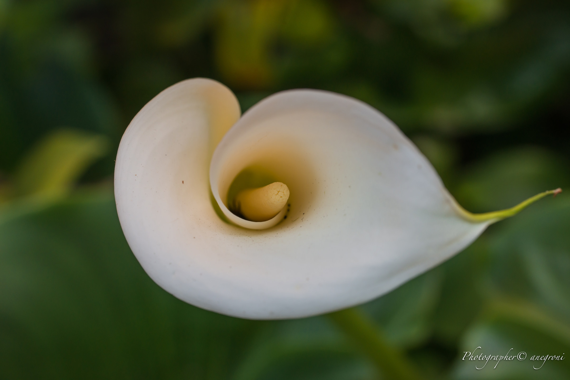Calla