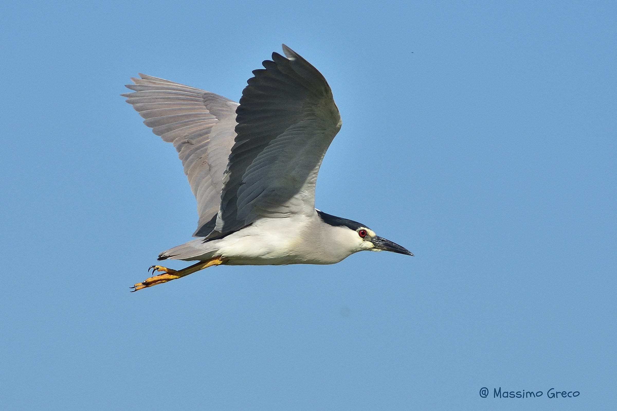 Night Heron