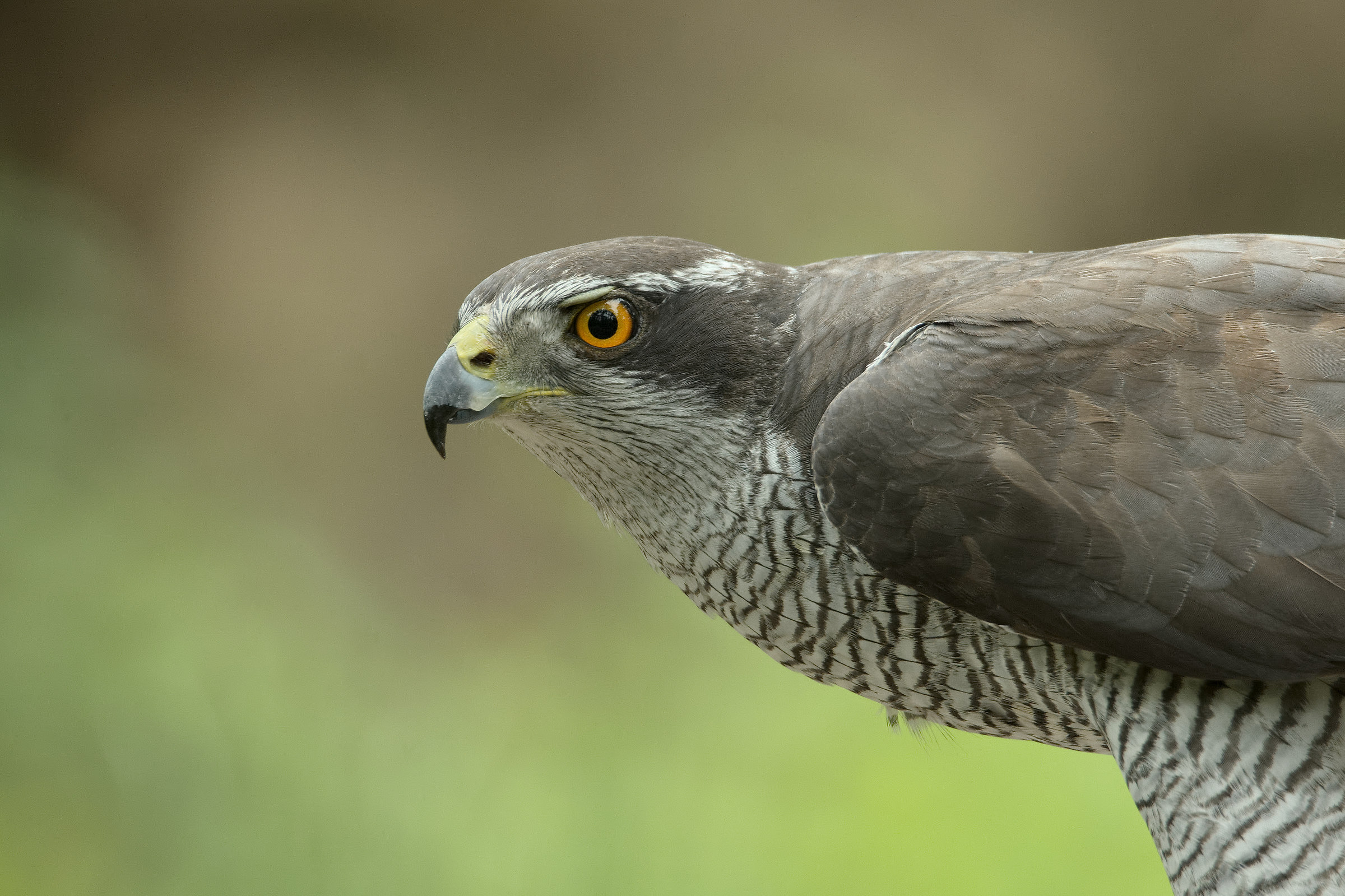 Goshawk