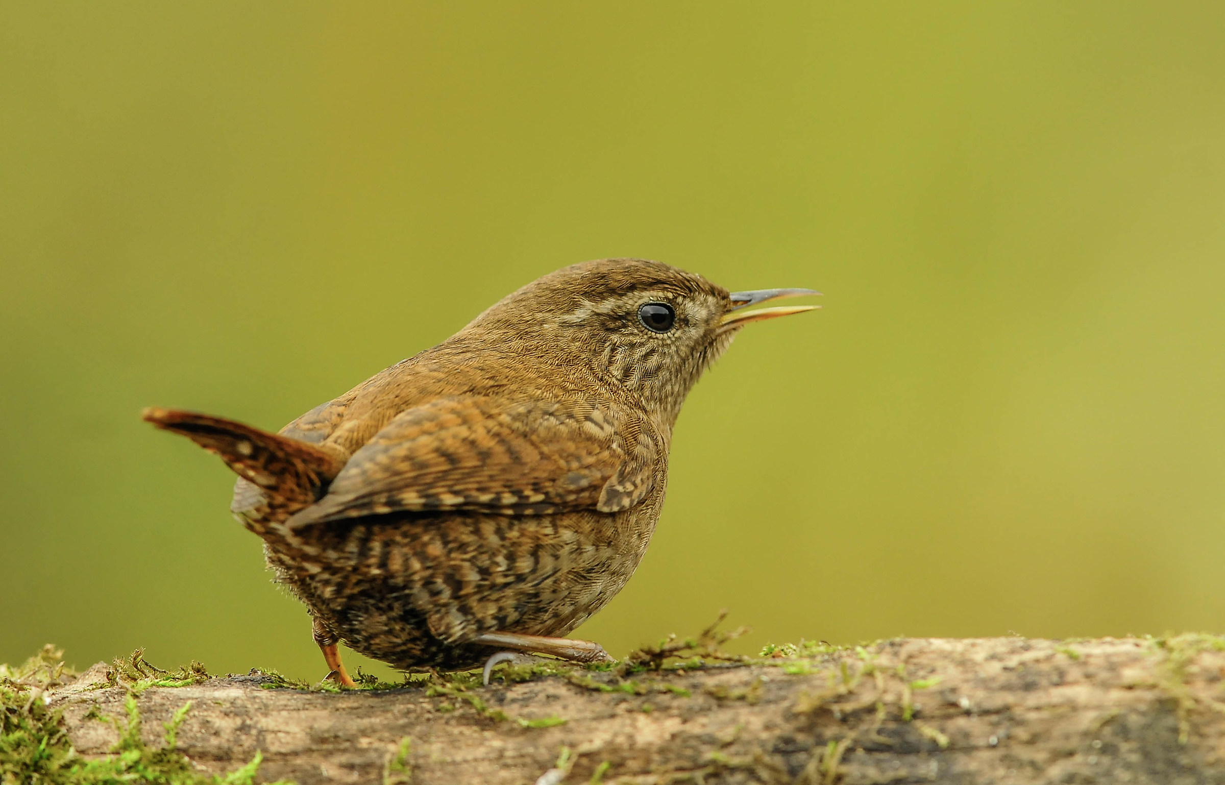 Wren