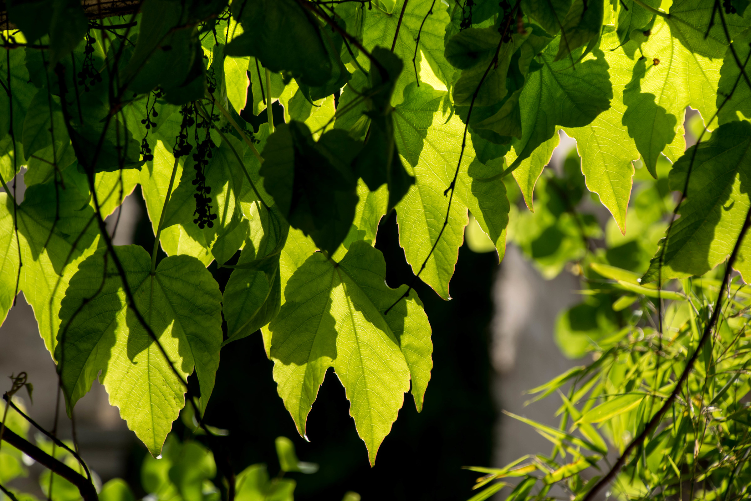 Sunlight Streaming Through the Leaves