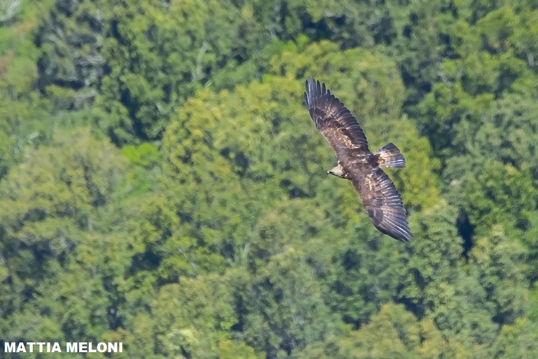 Aquila reale (Aquila chrysaetos)