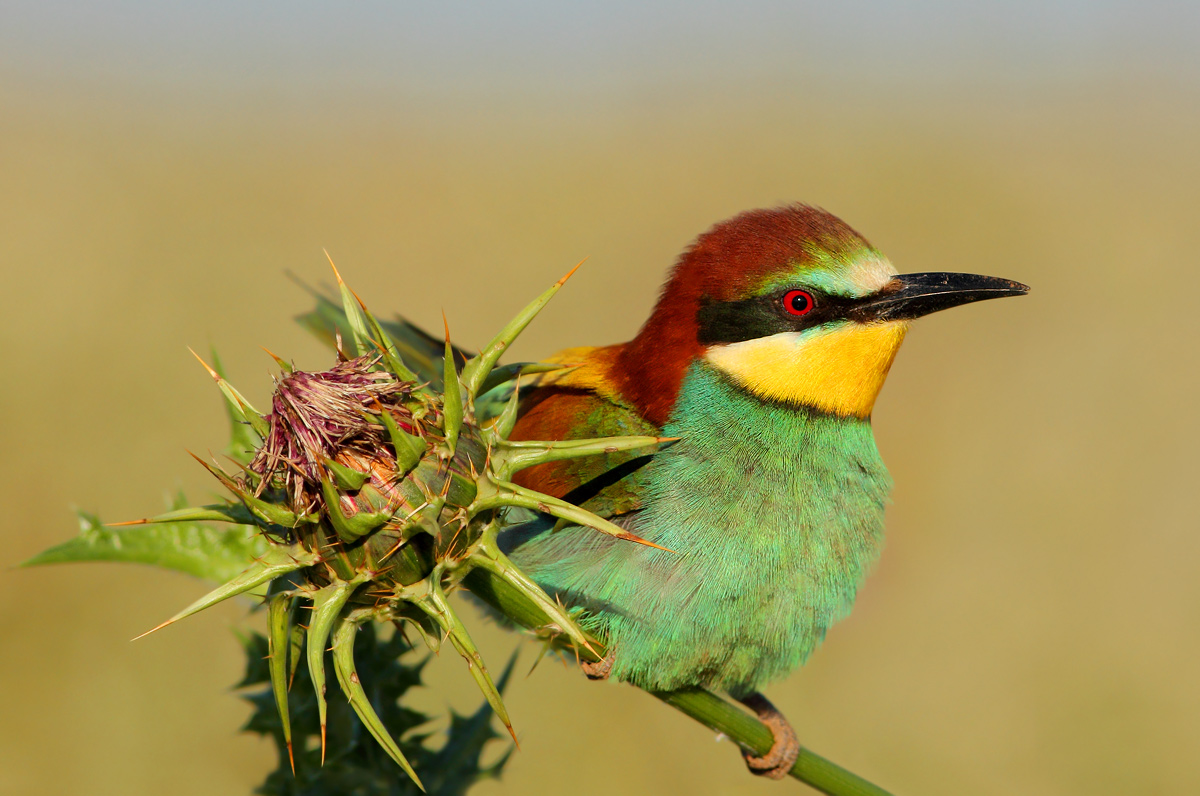 Bee Eater